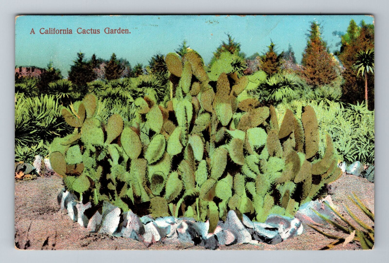 CA-California, Scenic Cactus Garden, Vintage Postcard