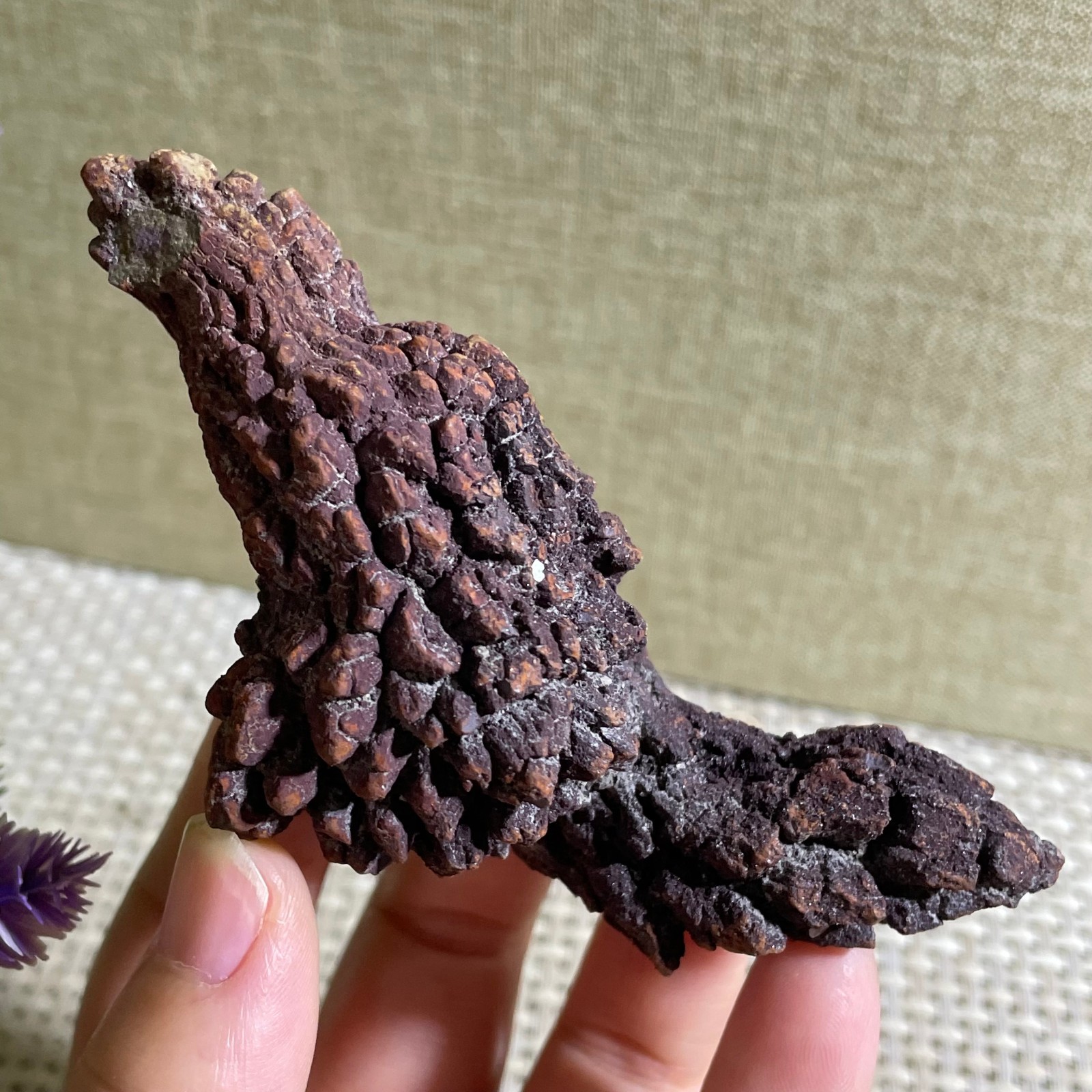 144g Top Best Rare dung coprolite Poop specimen c141