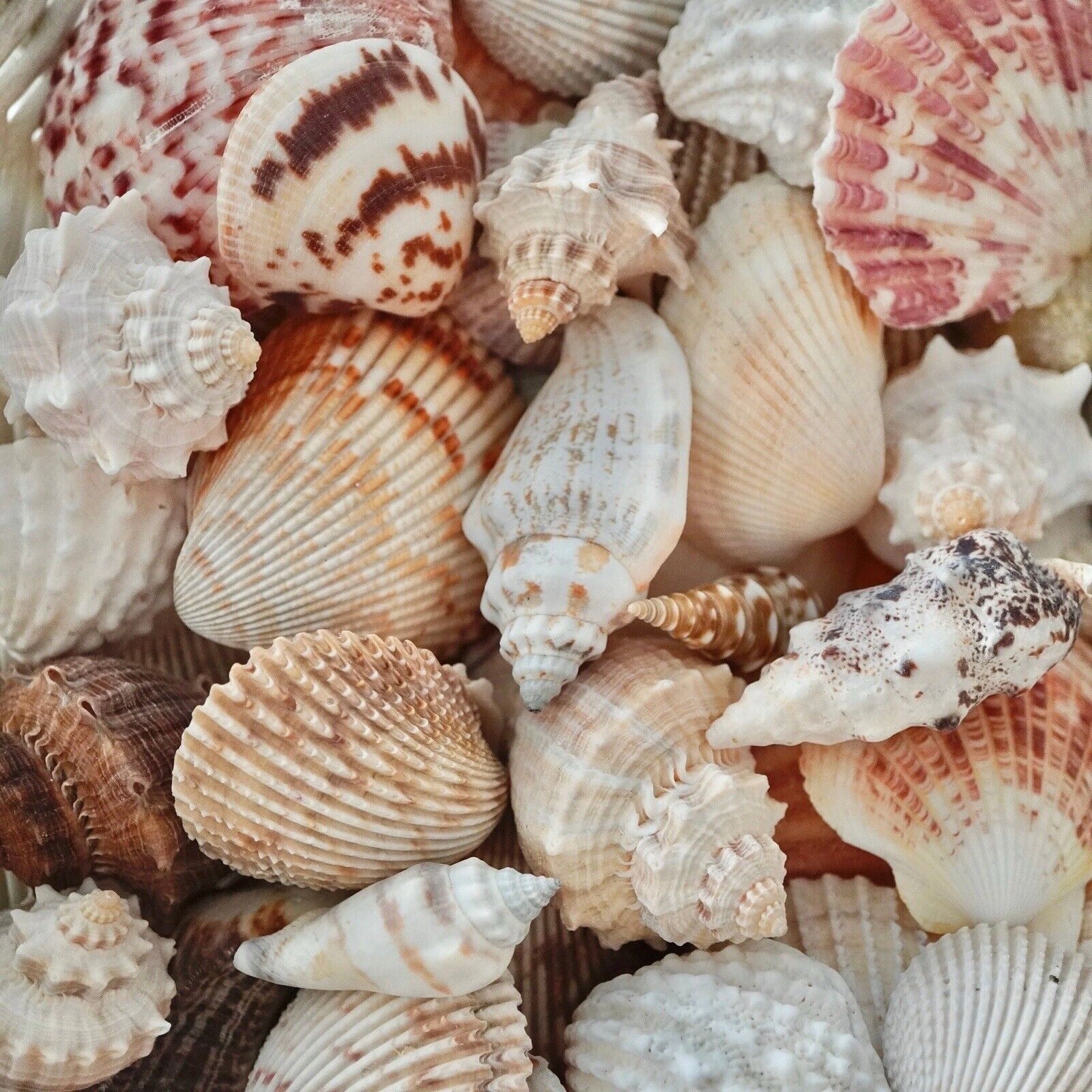 Seashells Mix Assorted Sea Shells Beach Home Decor Nautical Aquarium Decoration