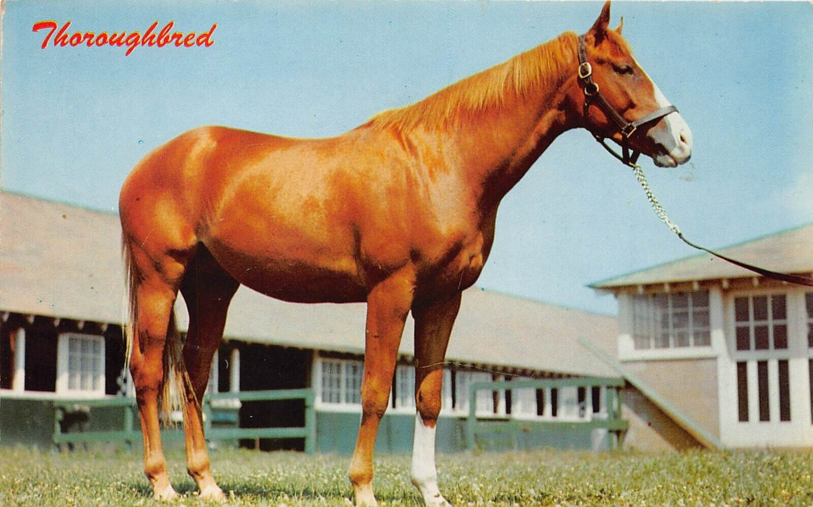 Fort Wayne IN Indiana Thoroughbred Stallion Horse Racing Equine Vtg Postcard T9