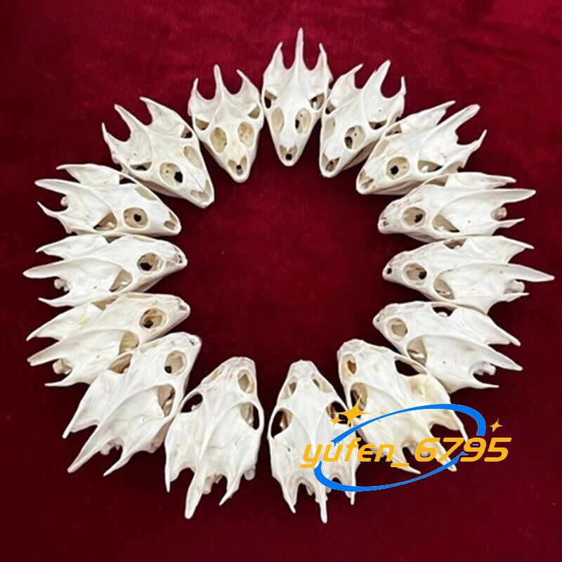 10 pcs Turtle Skull Crafts Education Animal Specimen Crafts Bone Ornament Model