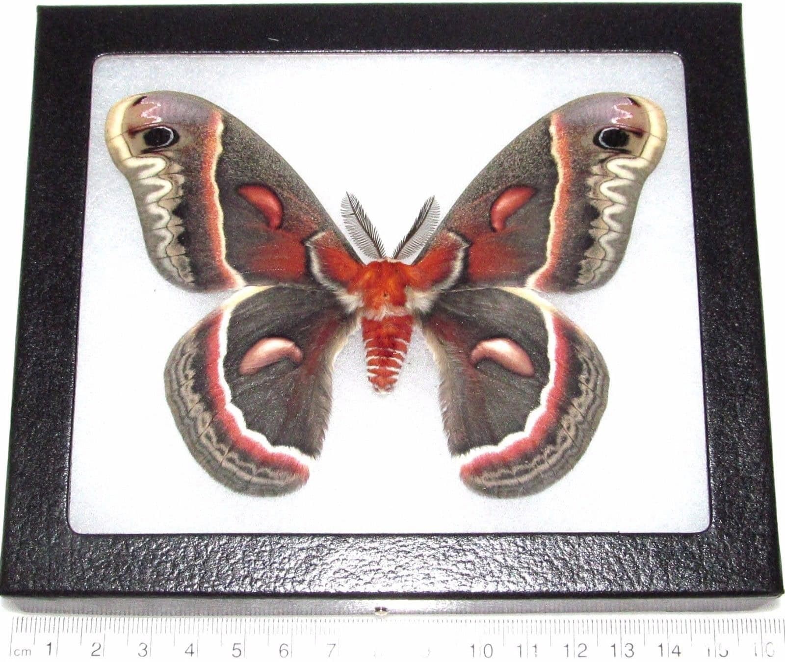 Hyalophora cecropia red saturn moth Indiana USA FRAMED