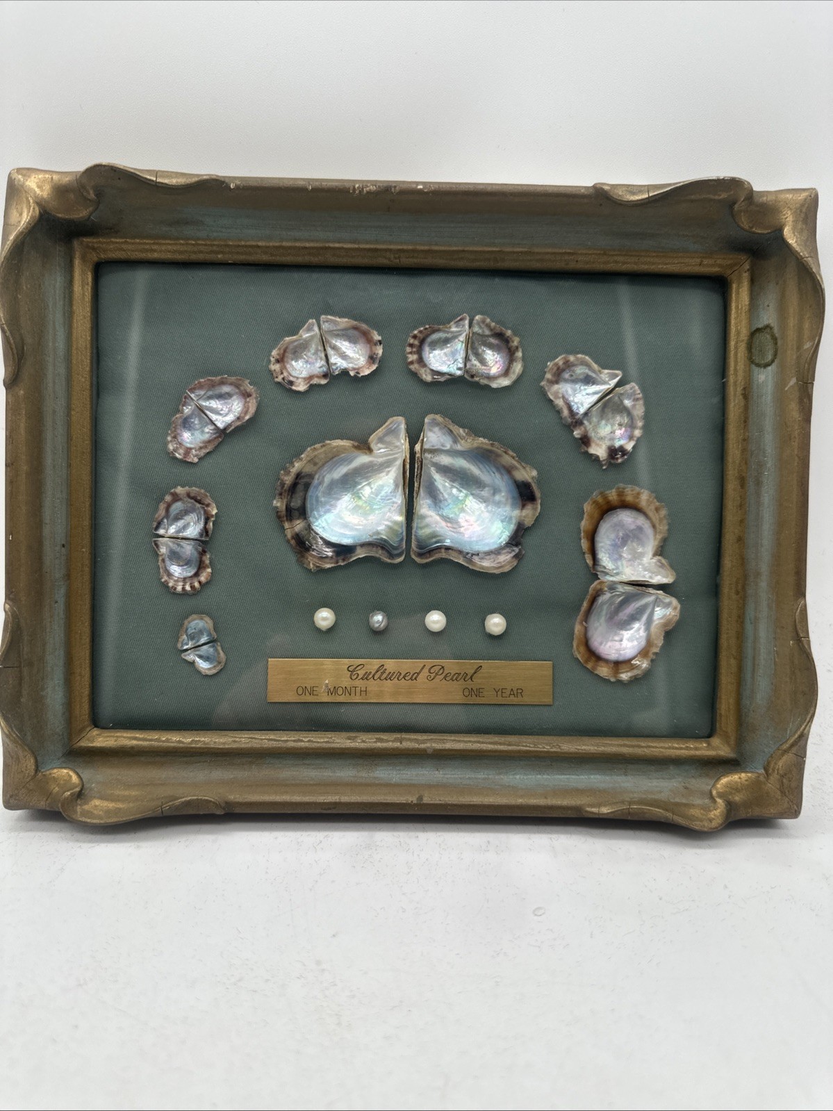 Vintage Cultured Pearls & Oyster Shells Life Cycle Framed Box Display Vintage Cultured Pearls & Oyster Shells Life Cycle Framed Box Display