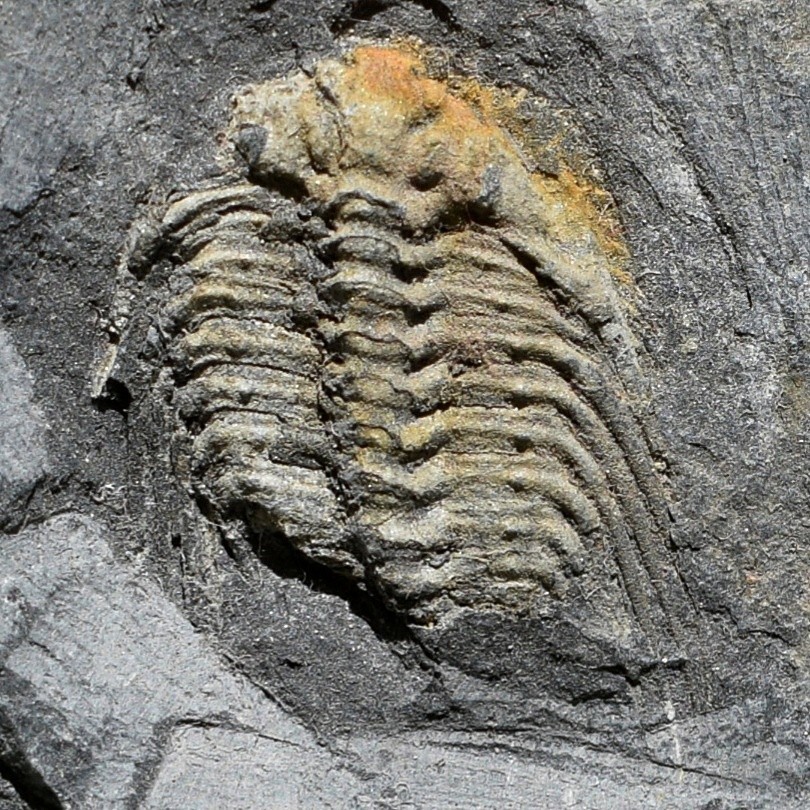 Trilobite, Leonaspis chacaltayana - Bolivia silurian - trilobite fossil