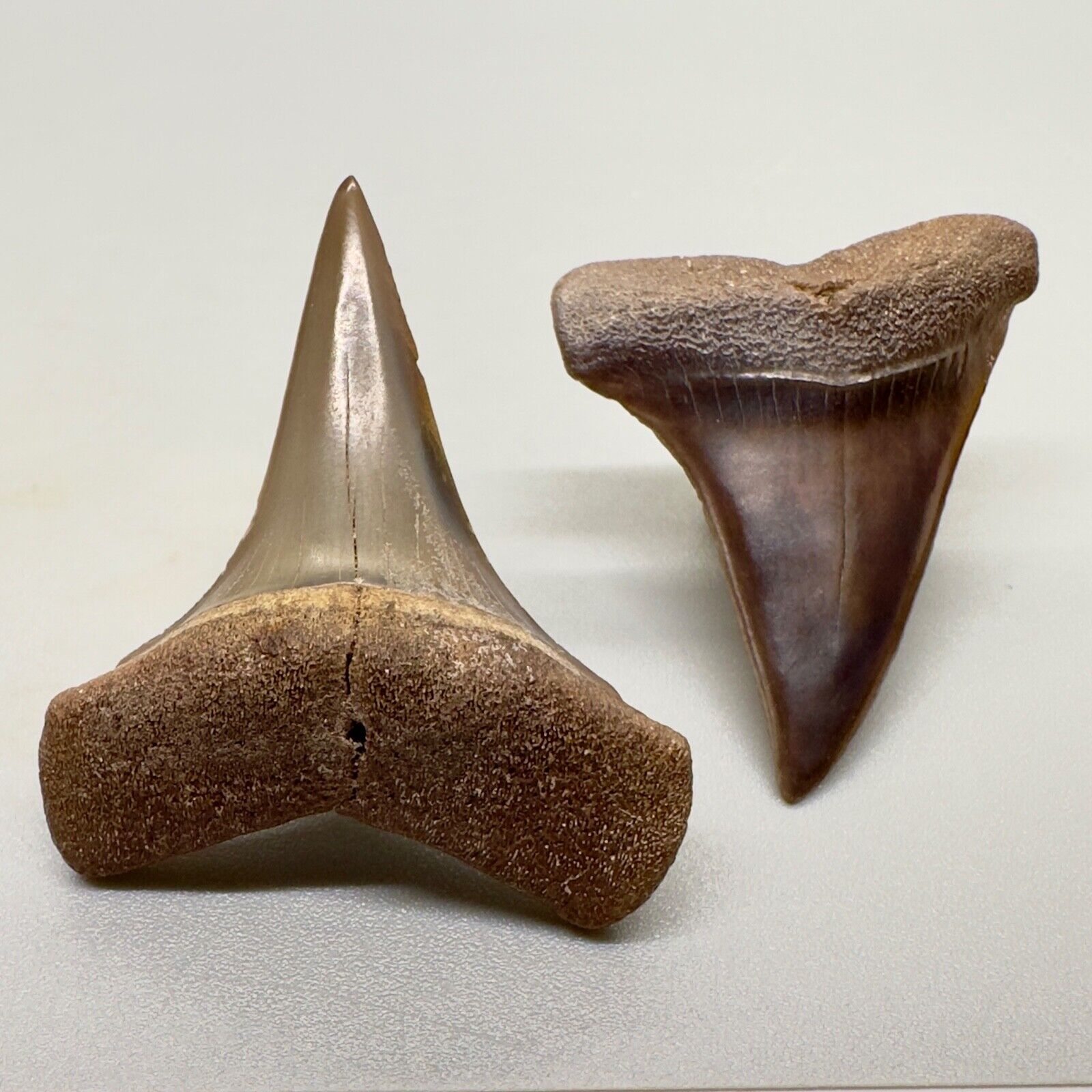 Pair of GORGEOUS and colorful Fossil EXTINCT MAKO Shark Teeth - Peru