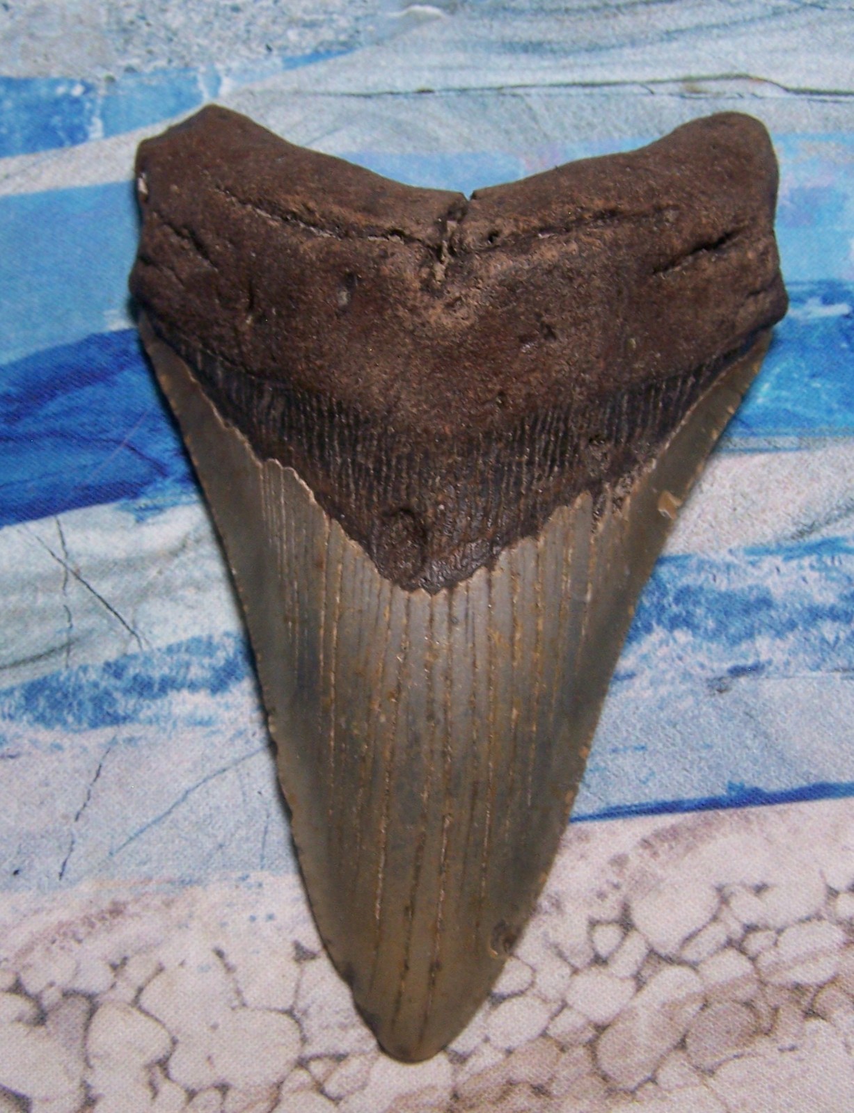 MEGALODON Shark Tooth 5 1/16 sharks teeth HUGE jaw fossil REAL megladon SERRATED