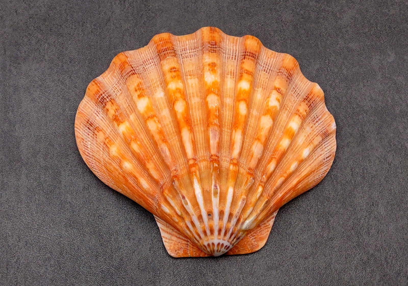 Polished Orange Lions Paw Scallop Seashell (1 shell approx. 5+ inches)