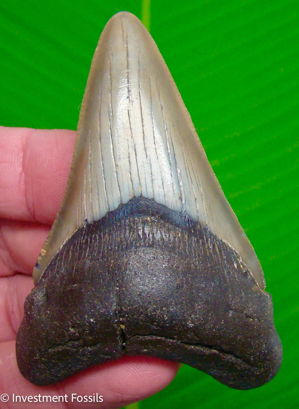 MEGALODON SHARK TOOTH  Real Fossil 3.42 ”  SERRATED - NO Restorations