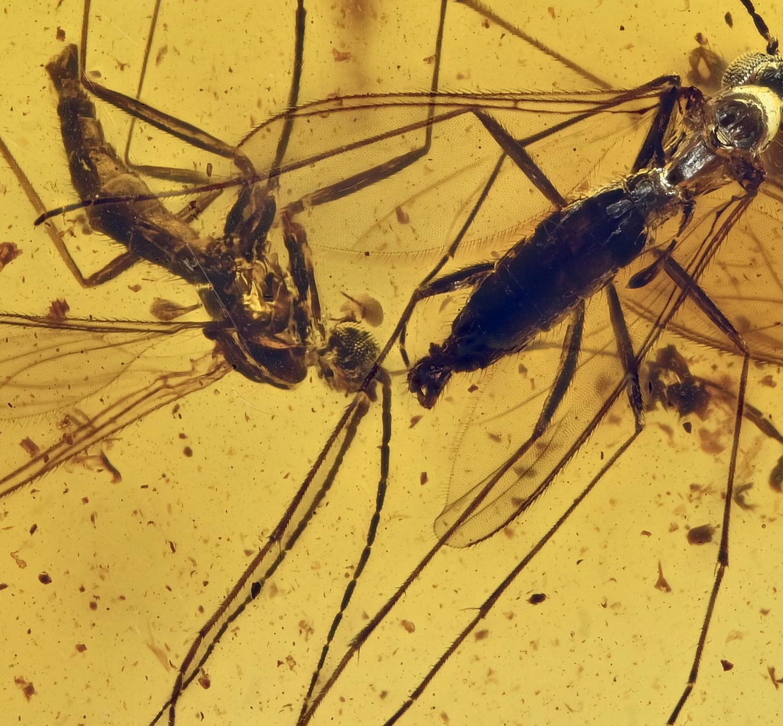Swarm of Six Sciaridae (Gnats), Fossil insect inclusion in Baltic Amber Swarm of Six Sciaridae (Gnats), Fossil insect inclusion in Baltic Amber