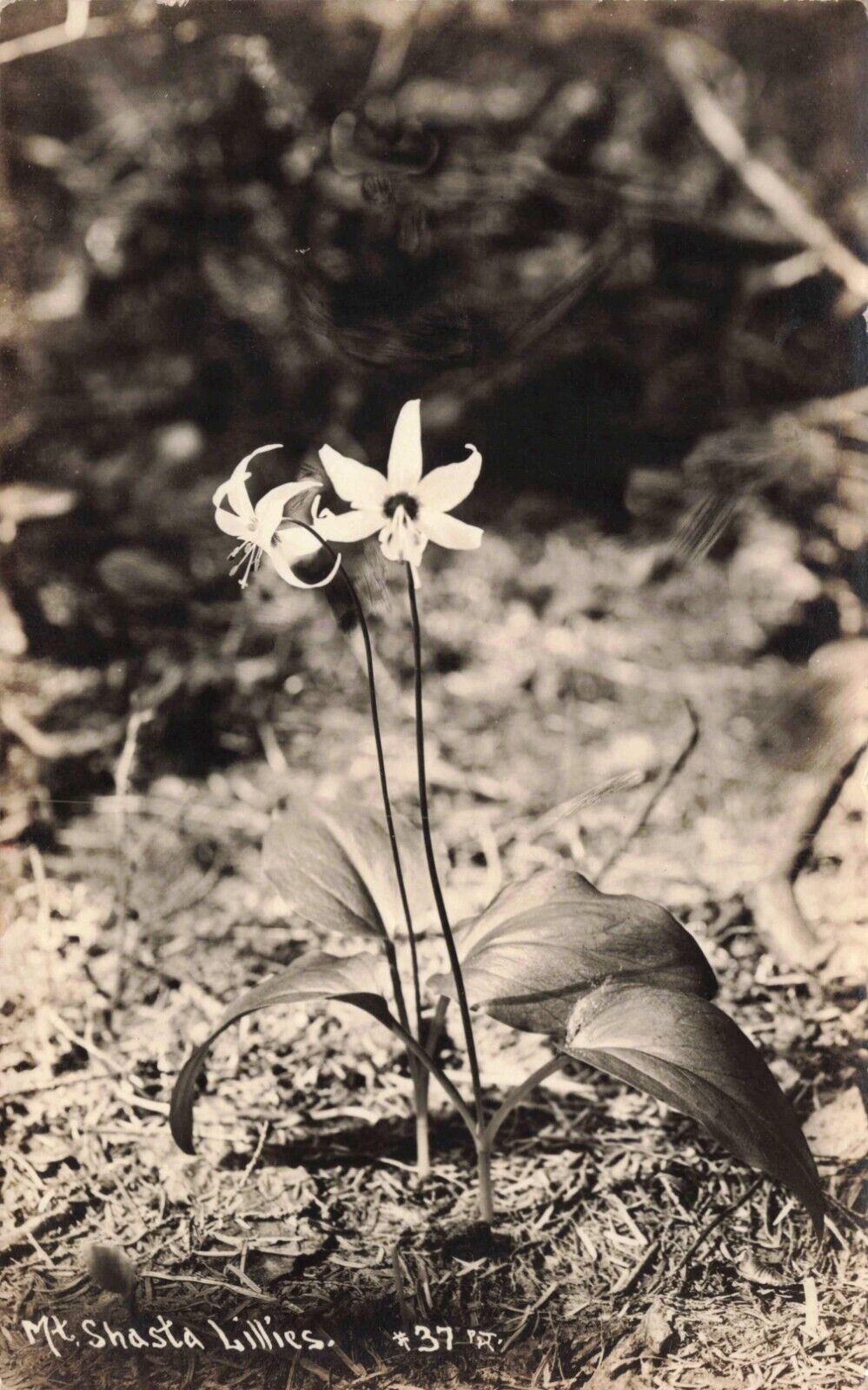 RPPC Beautiful Lillies Mt Shasta Flowers c1930 Vintage Patterson Photo Postcard