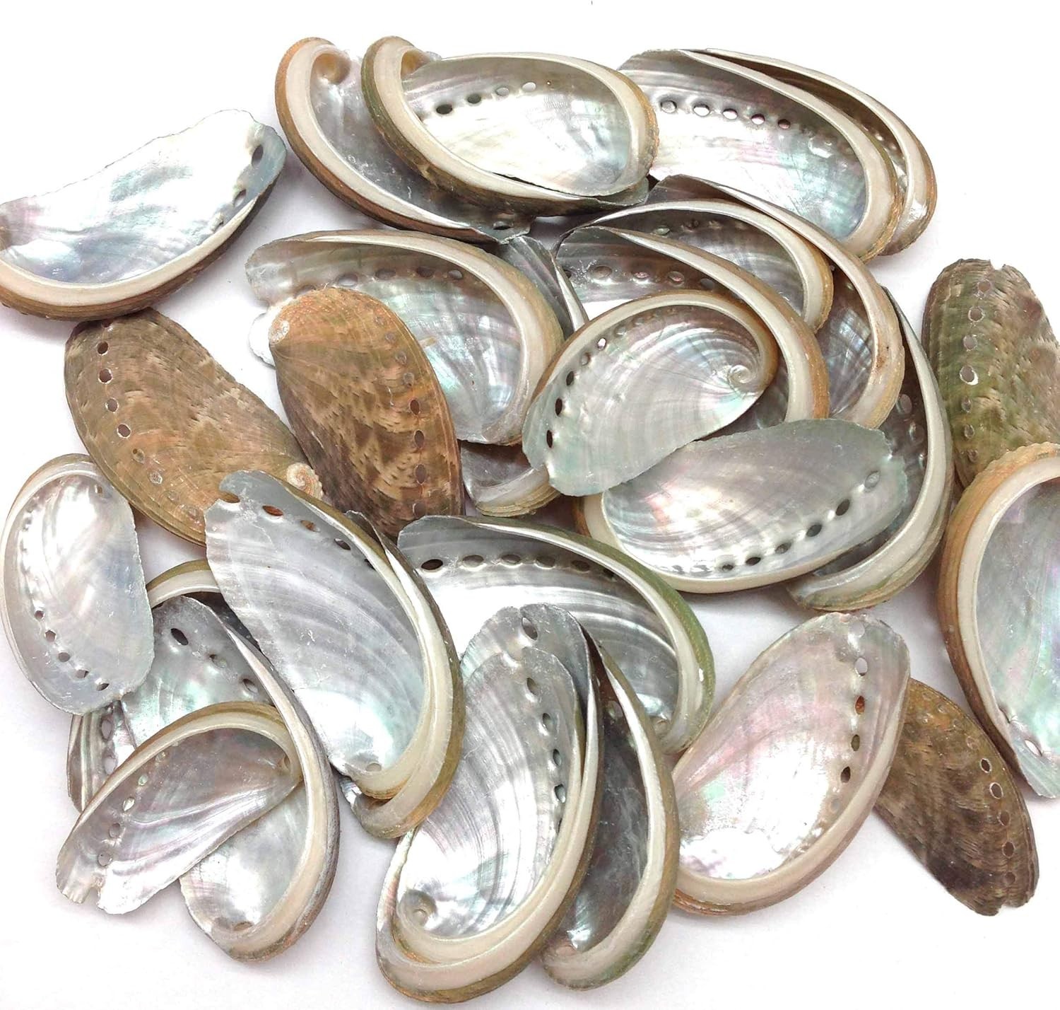 30 PC Natural Green Donkey Ear Abalone Sea Shells, 1-1/2 Inch ~ 2 Inch S#2073K-S