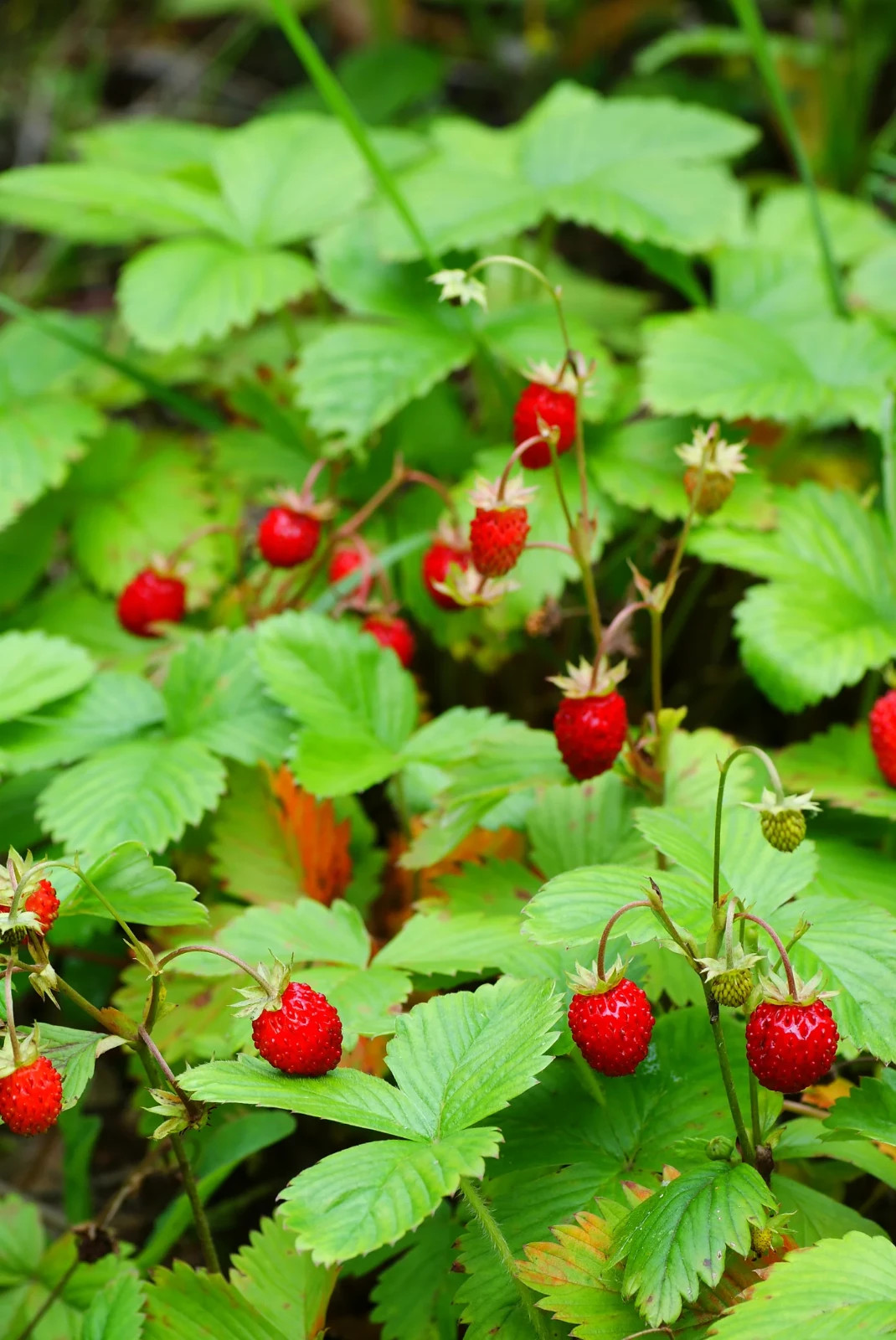 Wild Strawberry 50 Seeds (Fragaria vesca) – Alpine Strawberry