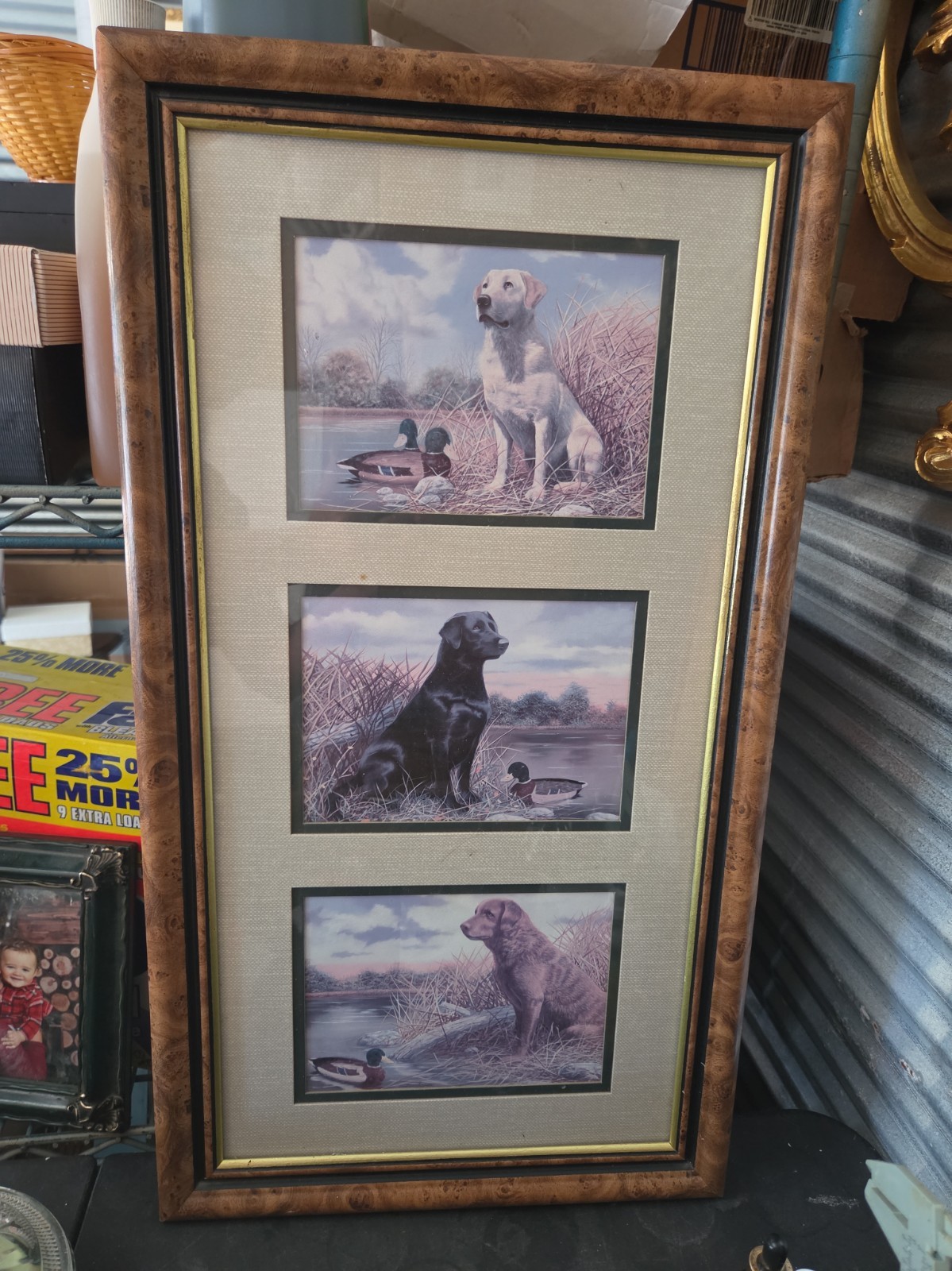Black Lab, Yello Lab, Chocolate Lab, dogs duck hunting by Andrew Chapman 
