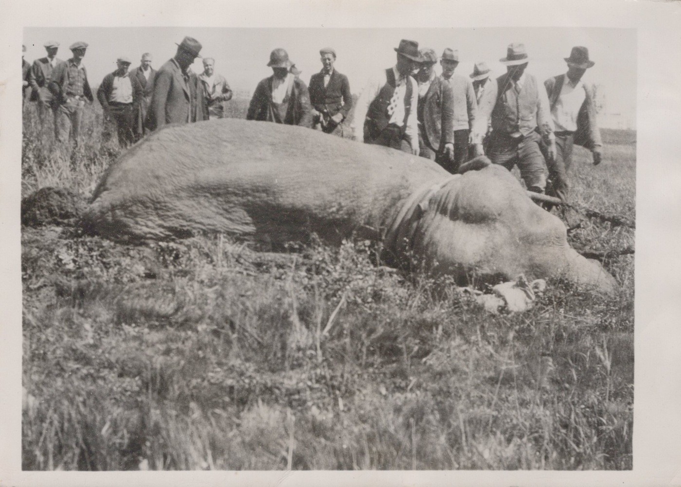 Barnes Circus Elephant Stuck La Brea Tar Pits Hollywood CA 1936 - Original Photo
