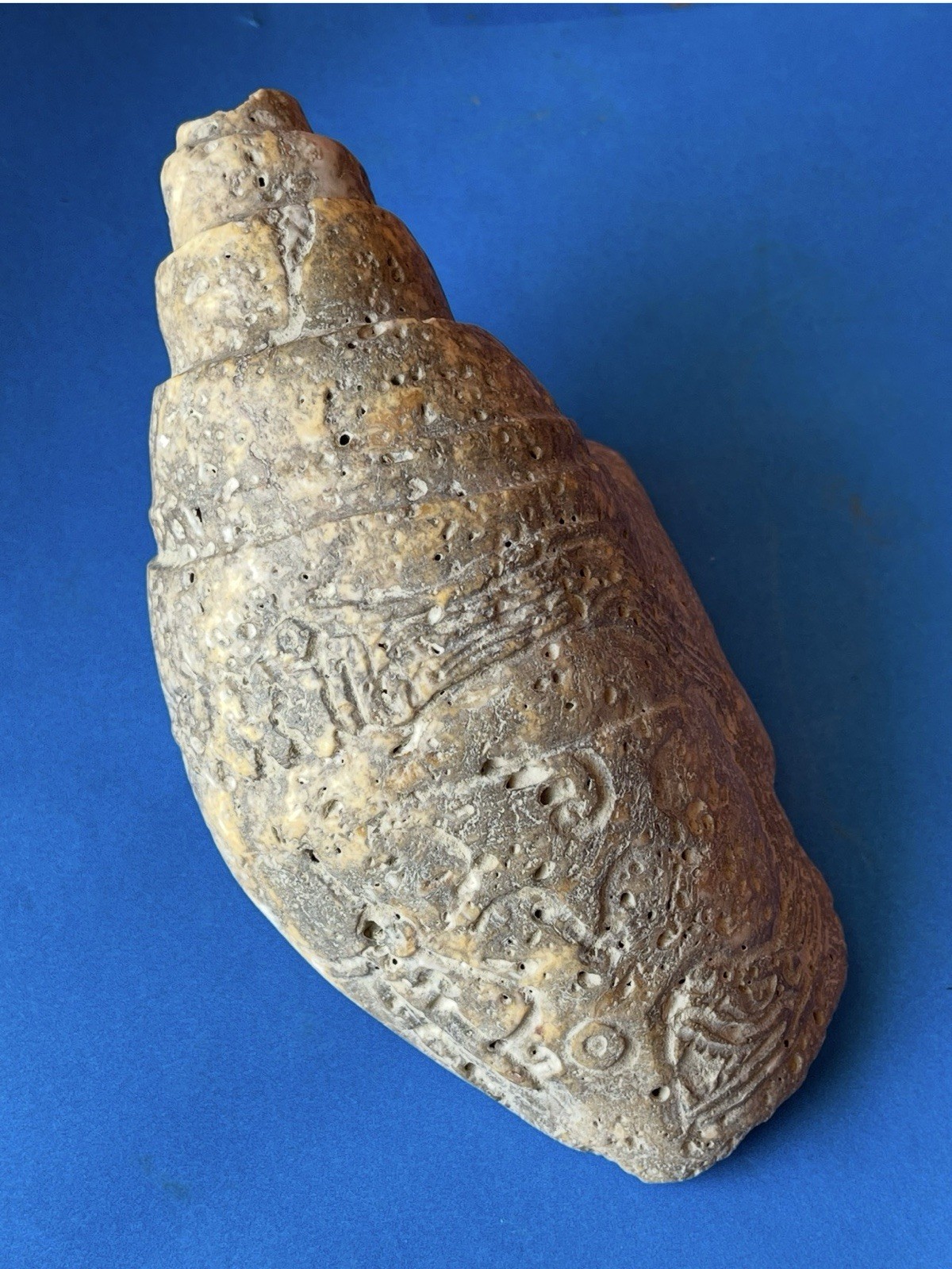 Pre Columbian   Toltec   Mezcala  Mayan Mezcala Sea Snail Stone  Sculpture