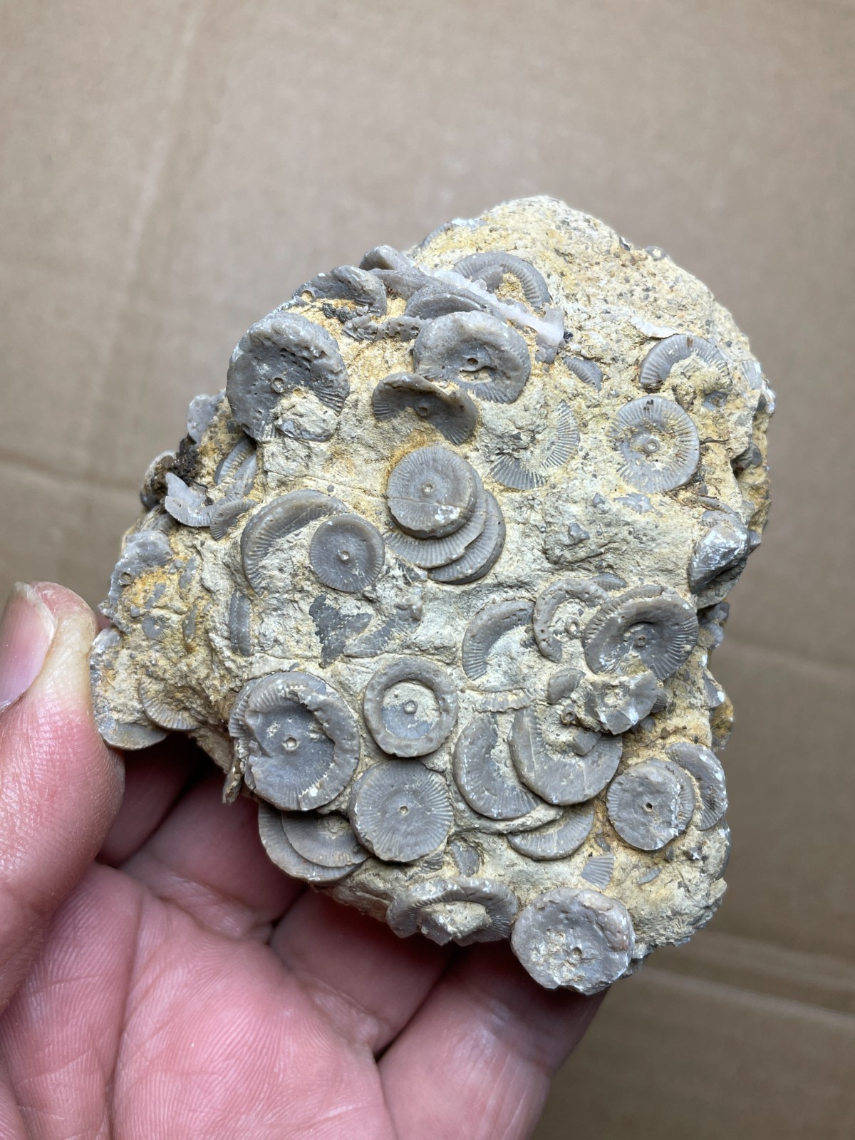 216g Beautiful Crinoid Geological rock Landscape stone collection