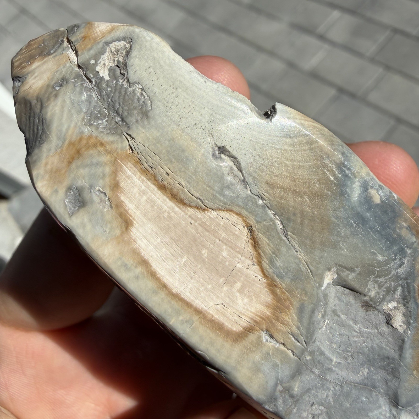 POLISHED GEM BONE ICE AGE MAMMAL INCISCOR CHUNK FOSSIL FRAGMENT FLORIDA