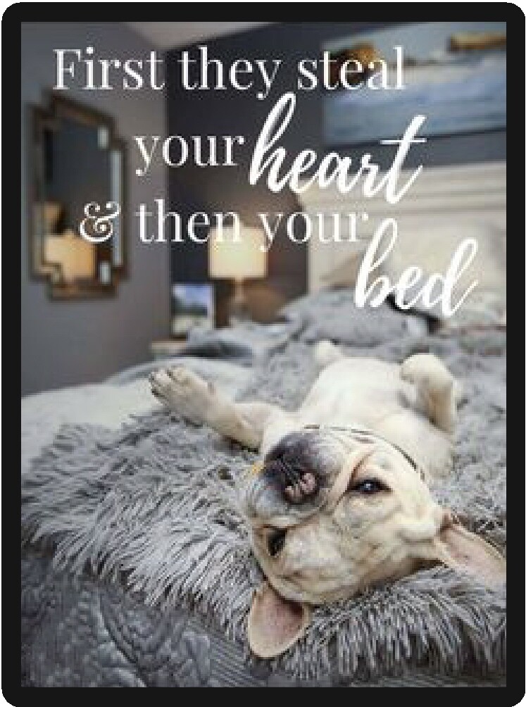 Very Cute French Bulldog Refrigerator Magnet  