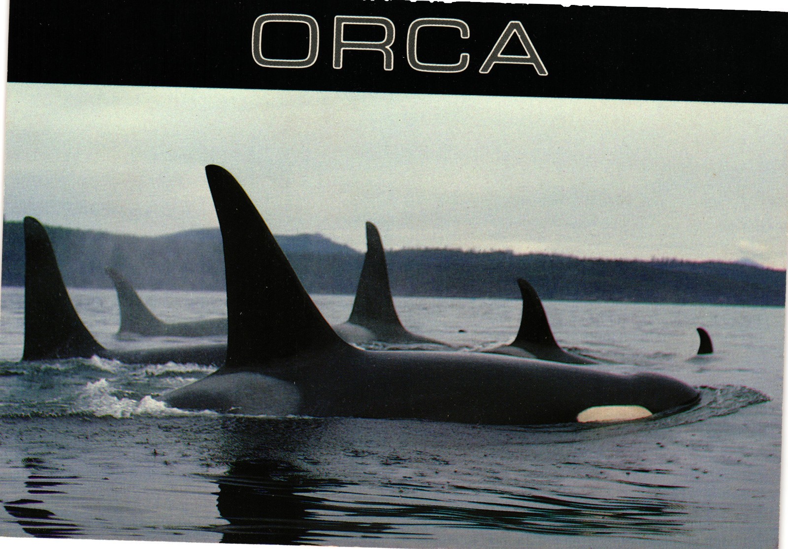 Vintage Orca Killer Whale Pod Pacific Coast Postcard Jeff Foott Unused CT-3487 Vintage Orca Killer Whale Pod Pacific Coast Postcard Jeff Foott Unused CT-3487