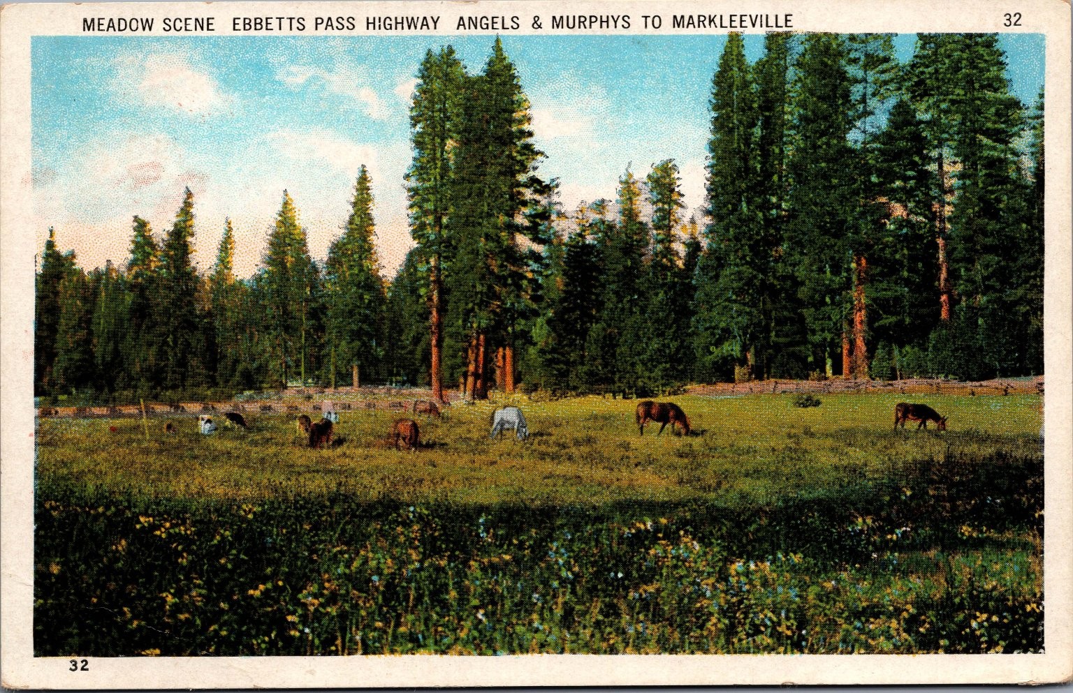 Vintage 1946 Meadow Scene Ebbetts Pass Highway California Postcard Vintage 1946 Meadow Scene Ebbetts Pass Highway California Postcard