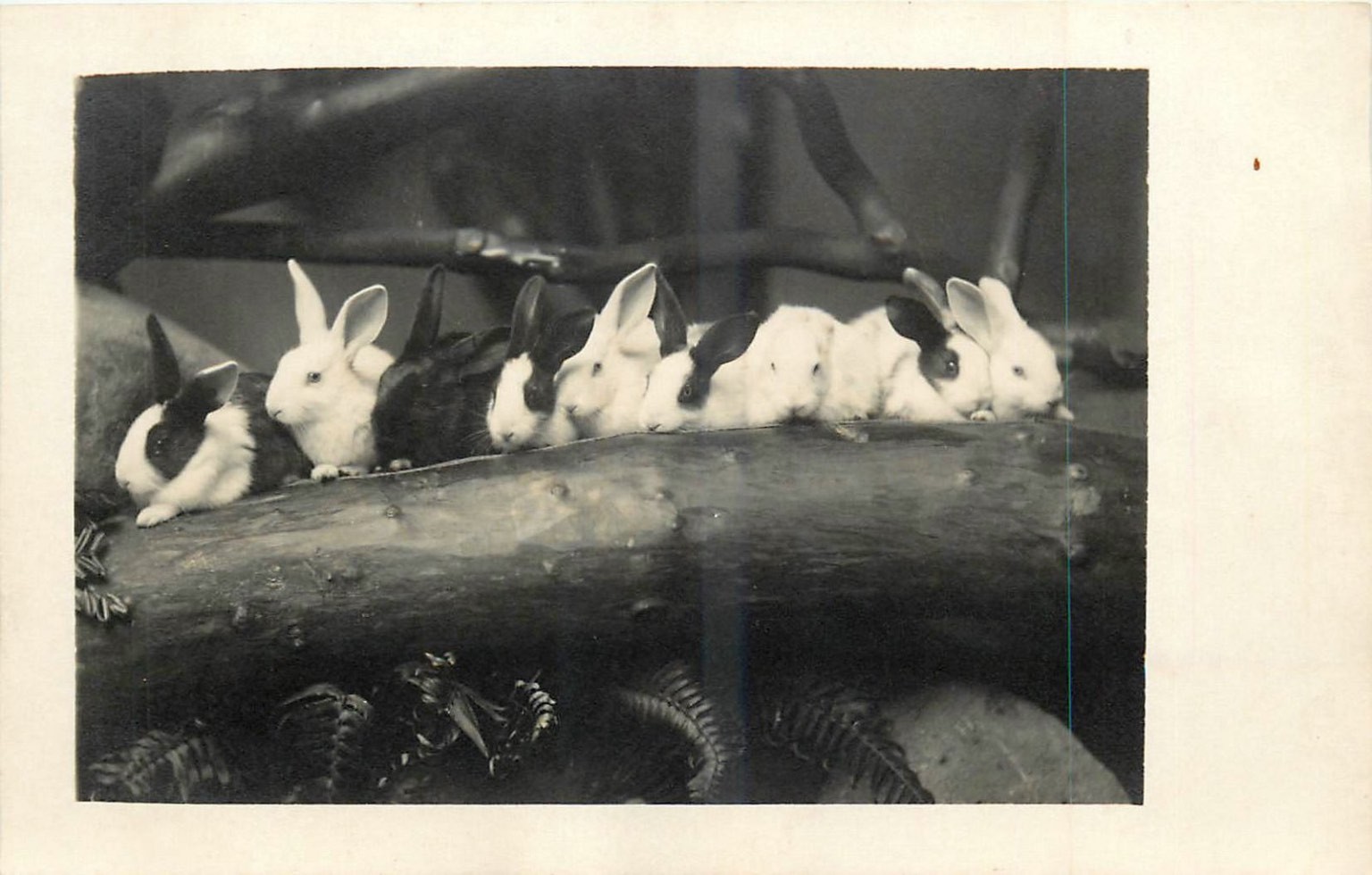 Cute Baby Bunnies Real Photo Postcard RPPC Antique Rabbit Animal Pet Zoo c1910 Cute Baby Bunnies Real Photo Postcard RPPC Antique Rabbit Animal Pet Zoo c1910