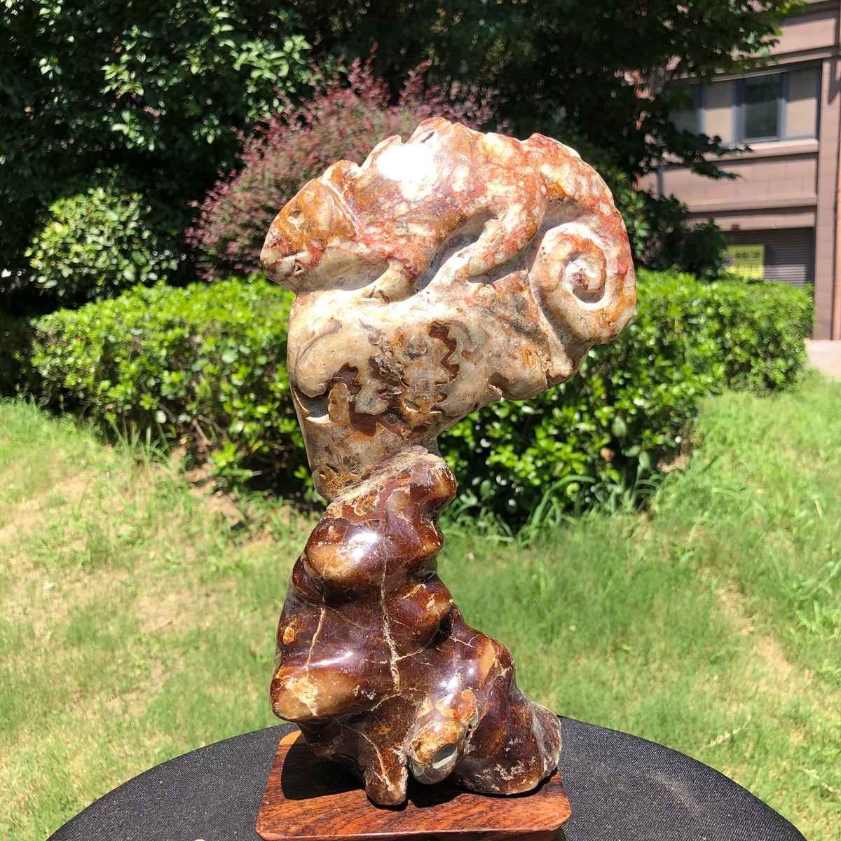 3.98LB Rare Natural Tentacle Ammonite FossilSpecimen Shell Healing Madagasc