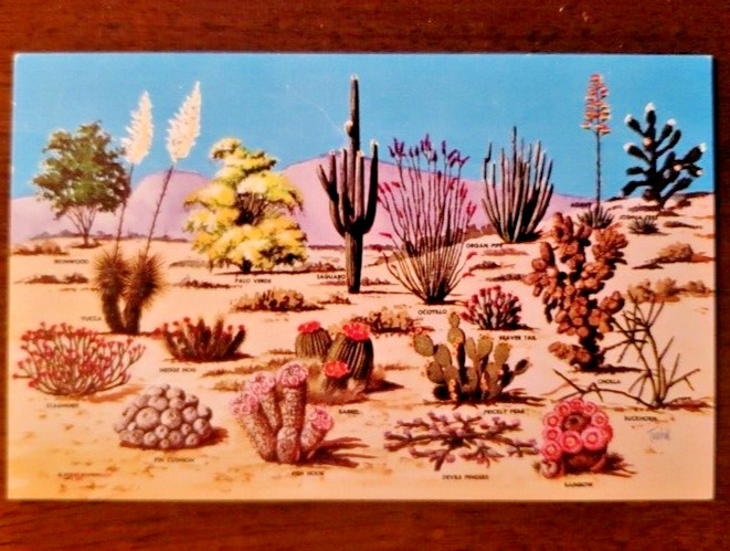Vtg Souvenir Color Postcard Cacti and Desert Flora of the Great Southwest Plants