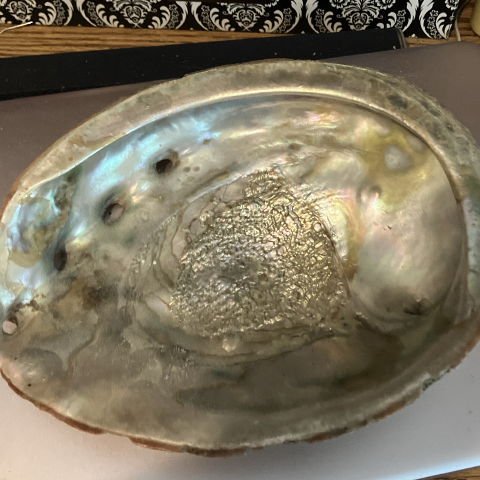 Natural Abalone Shell Smudging Bowl with Iridescent Interior   Large 8 1/2\