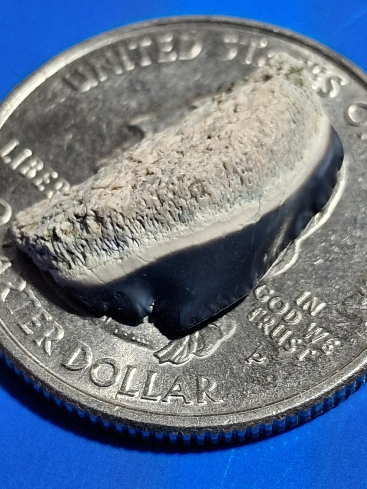 Rare Tiny Bone Valley   Chubutensis BUTTON Megalodon  . 63