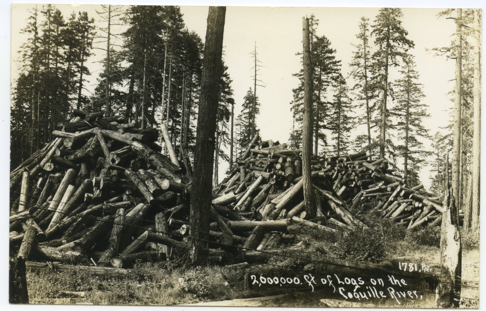 RPPC 2,000,000 ft Logs Coquille River Oregon Logging Industry Postcard Vintage