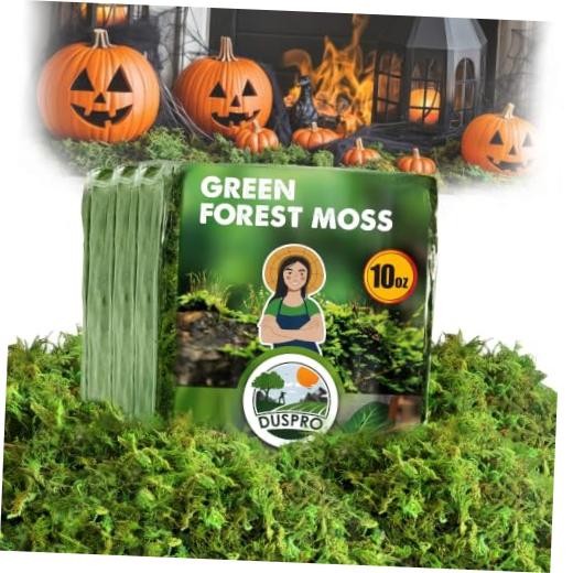 Green Forest Moss for Crafts, Real Dried Decorative Moss, 10 oz 10 Oz
