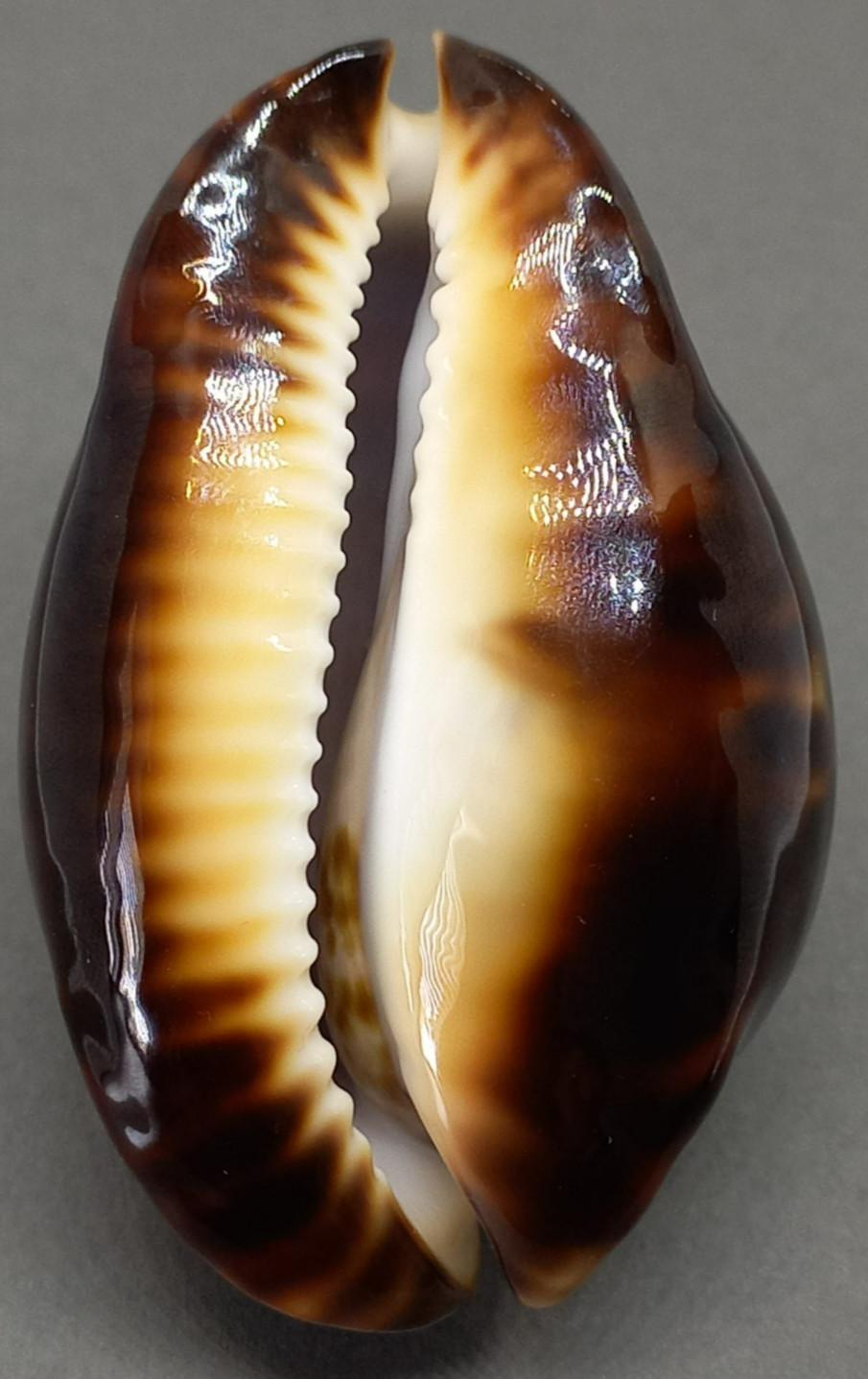 SEA SHELL CYPRAEA ZOILA THERSITES f. ATRATA 76.0 mm. TOP DARK BASE, ENDEMIC SA. SEA SHELL CYPRAEA ZOILA THERSITES f. ATRATA 76.0 mm. TOP DARK BASE, ENDEMIC SA.