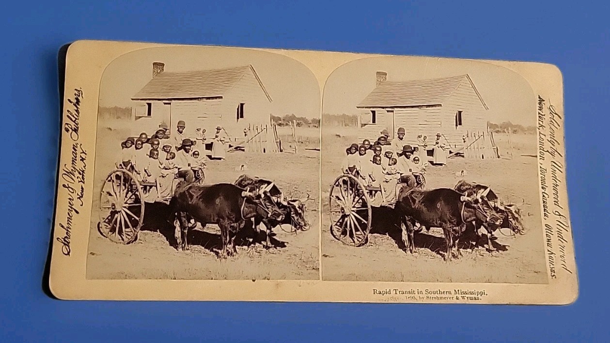 Vtg 1895 Rapid Transit Oxen In South Mississippi Real Photo UNDERWOOD STEREOVIEW