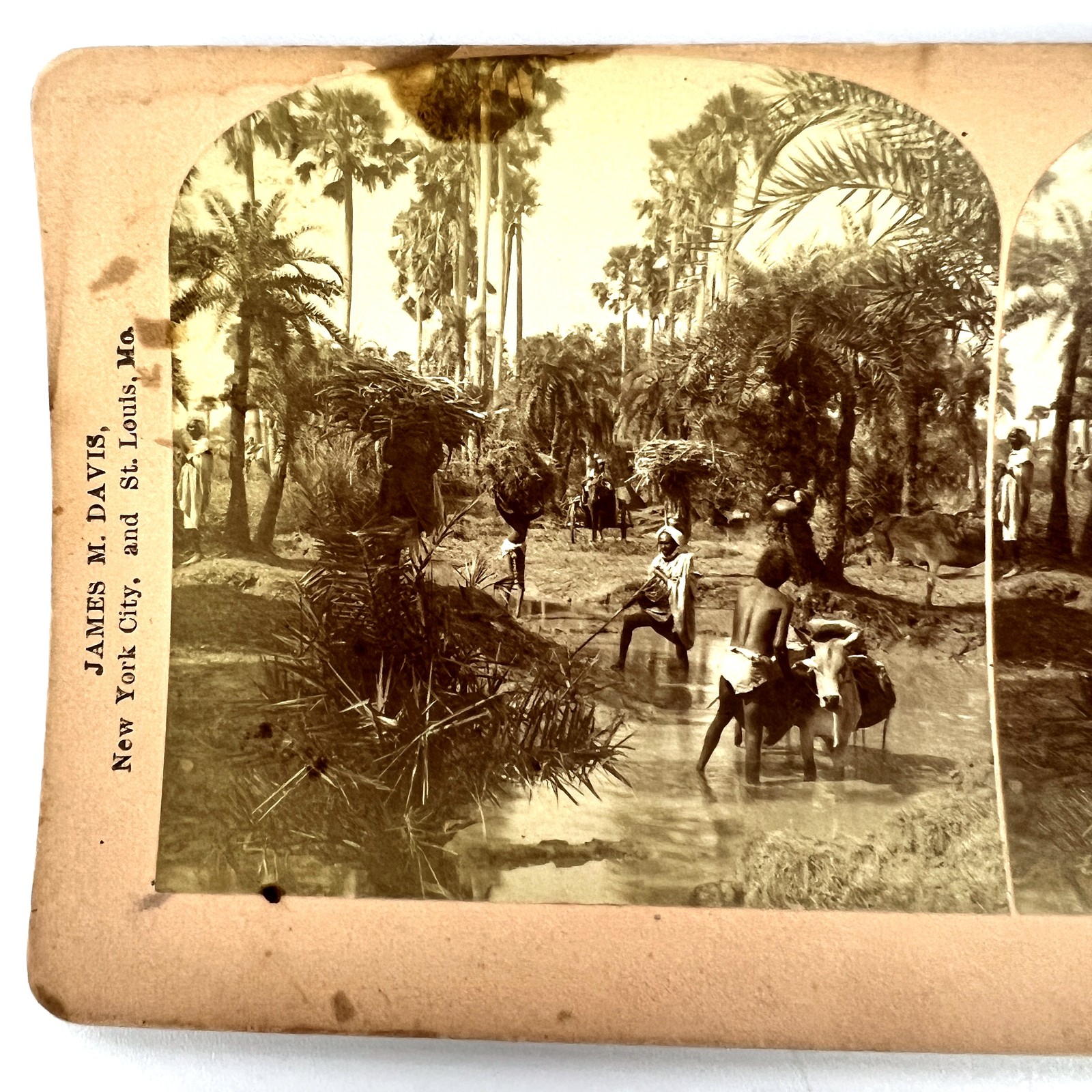 BW Kilburn Scenery Upper India Stereoview Photo Card 1901 Palm Trees Oxen 14111