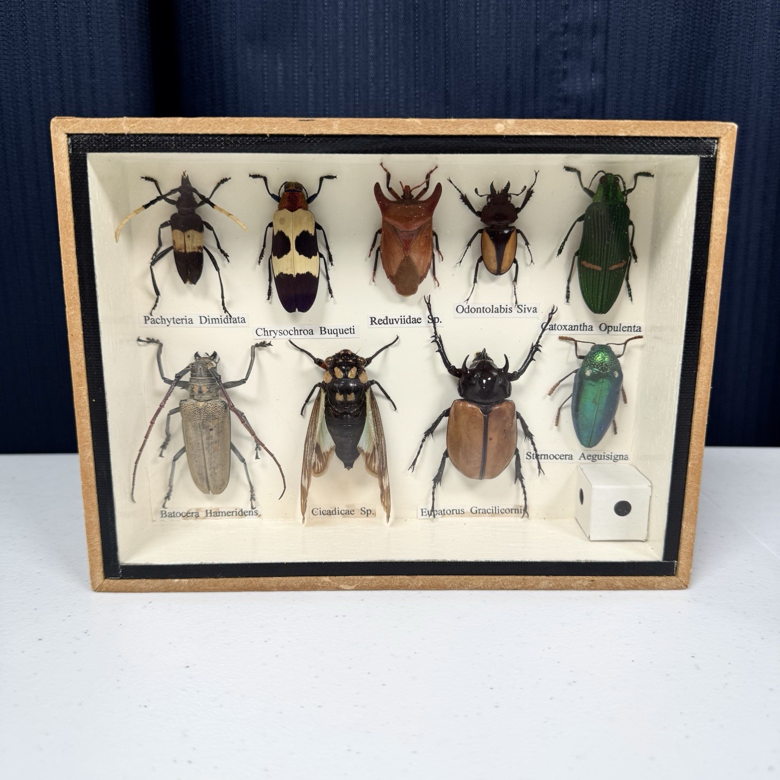 Set Collectible Beetle Mix Bugs Insect Taxidermy Entomology Wood Box