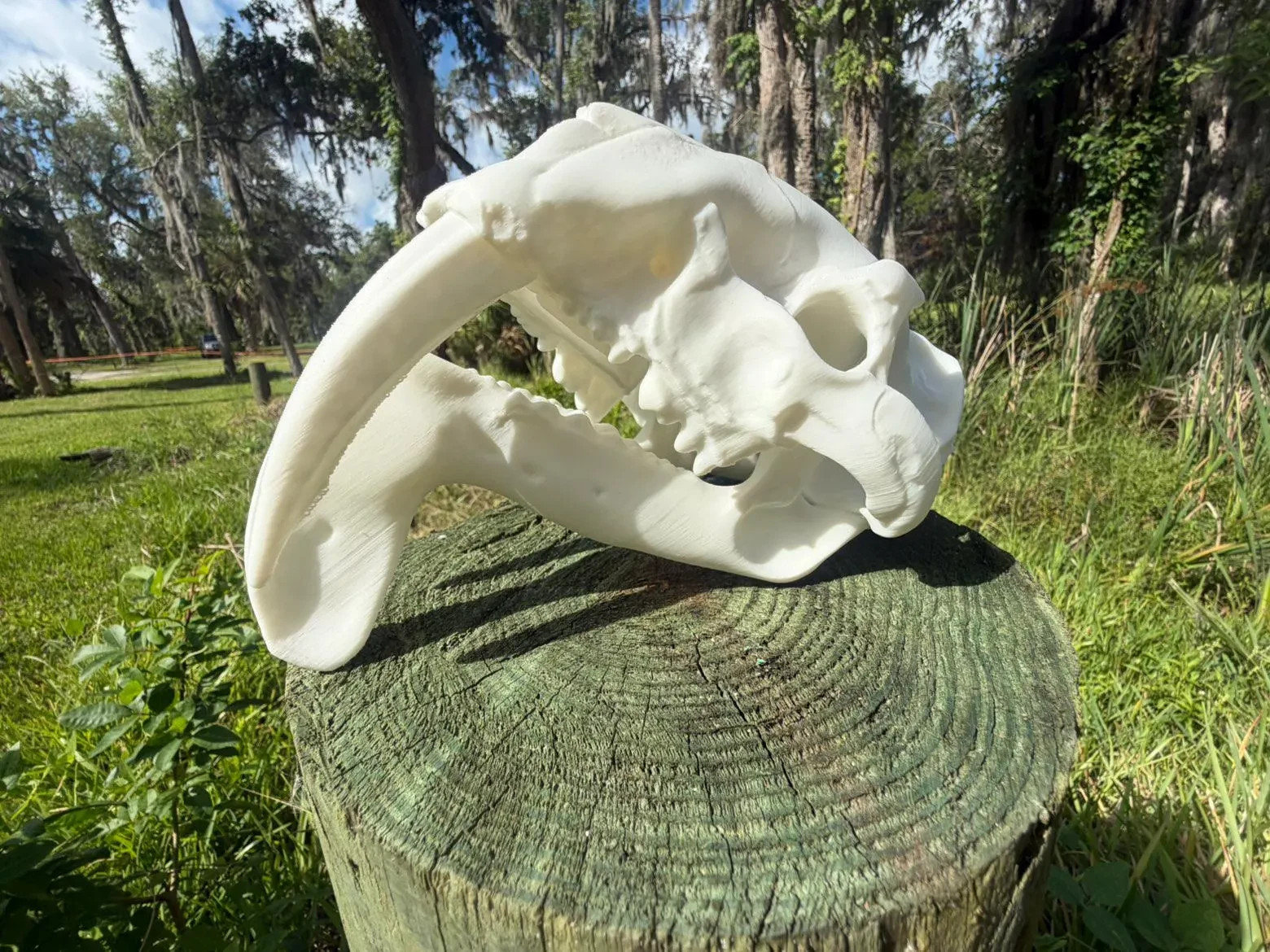 Thylacosmilus Skull Replica (Thylacosmilus atrox)