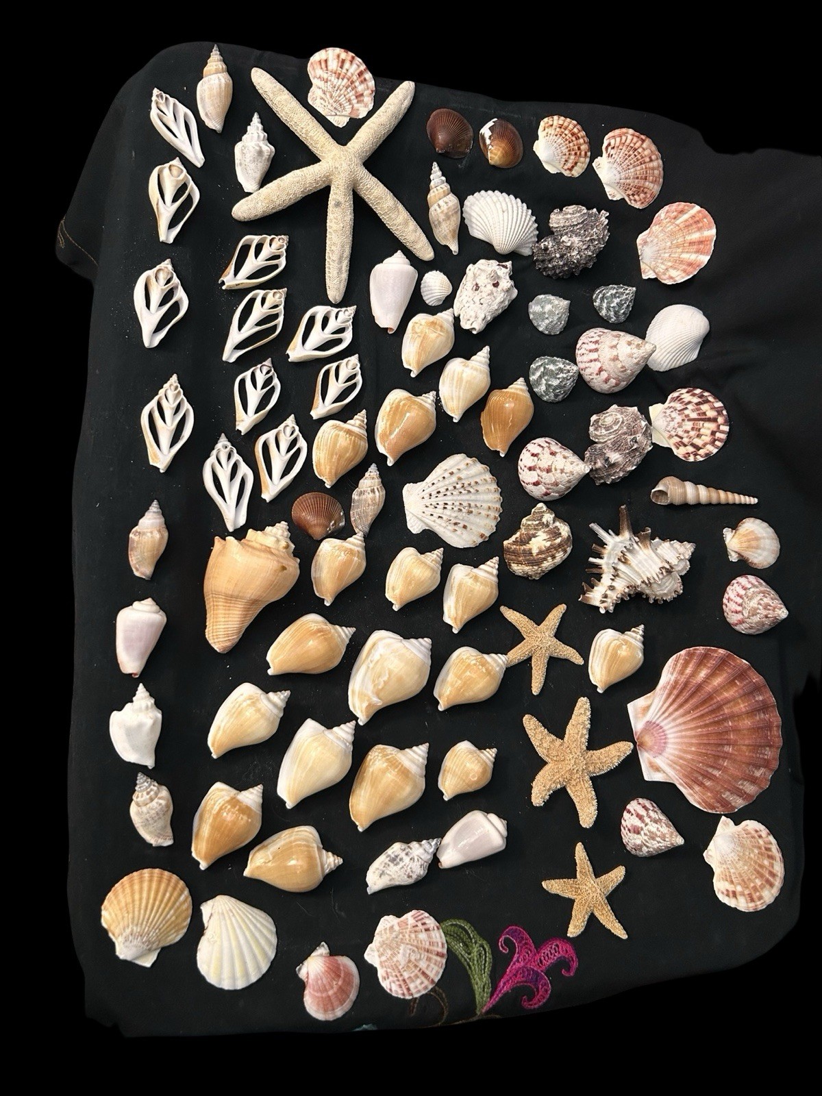 80+ Pcs Sea Shell Natural Assorted Specimens Starfish Scallops Gastropods