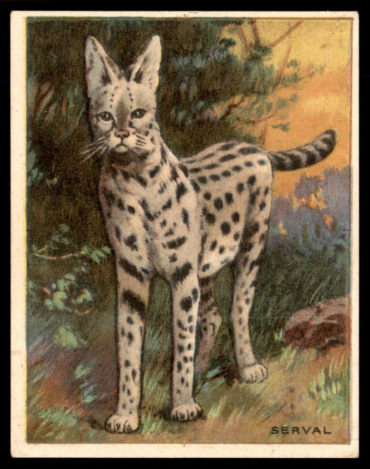 SERVAL 1909 T29 animals Hassan Cigarettes