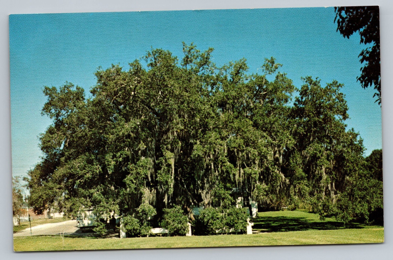 Evangeline Oak St Martinsville Louisiana Vintage Postcard