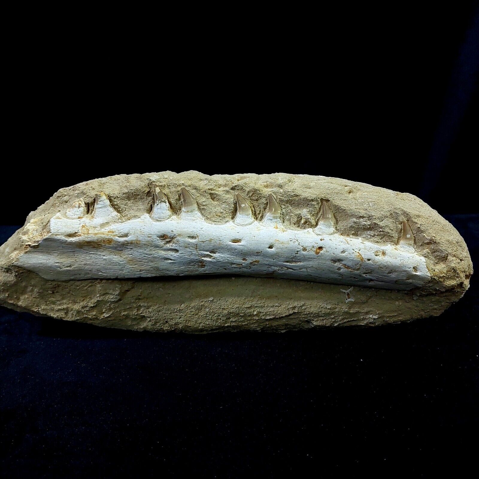 Nice authentic Halisaurus arambourgi mosasaur jaw ( Right )jaw with seven teeth