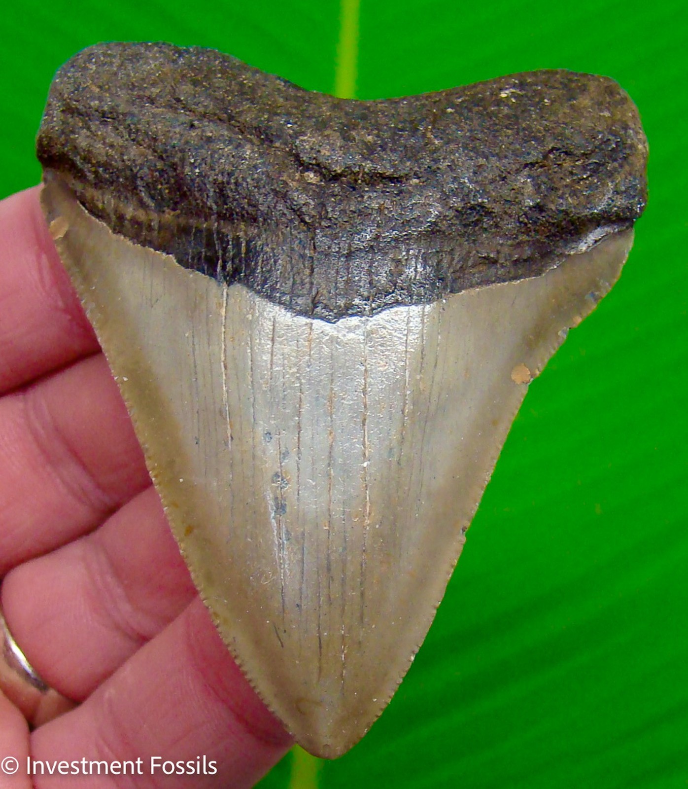 MEGALODON SHARK TOOTH  Real Fossil - 3.15”  Sharks Teeth NO Restorations