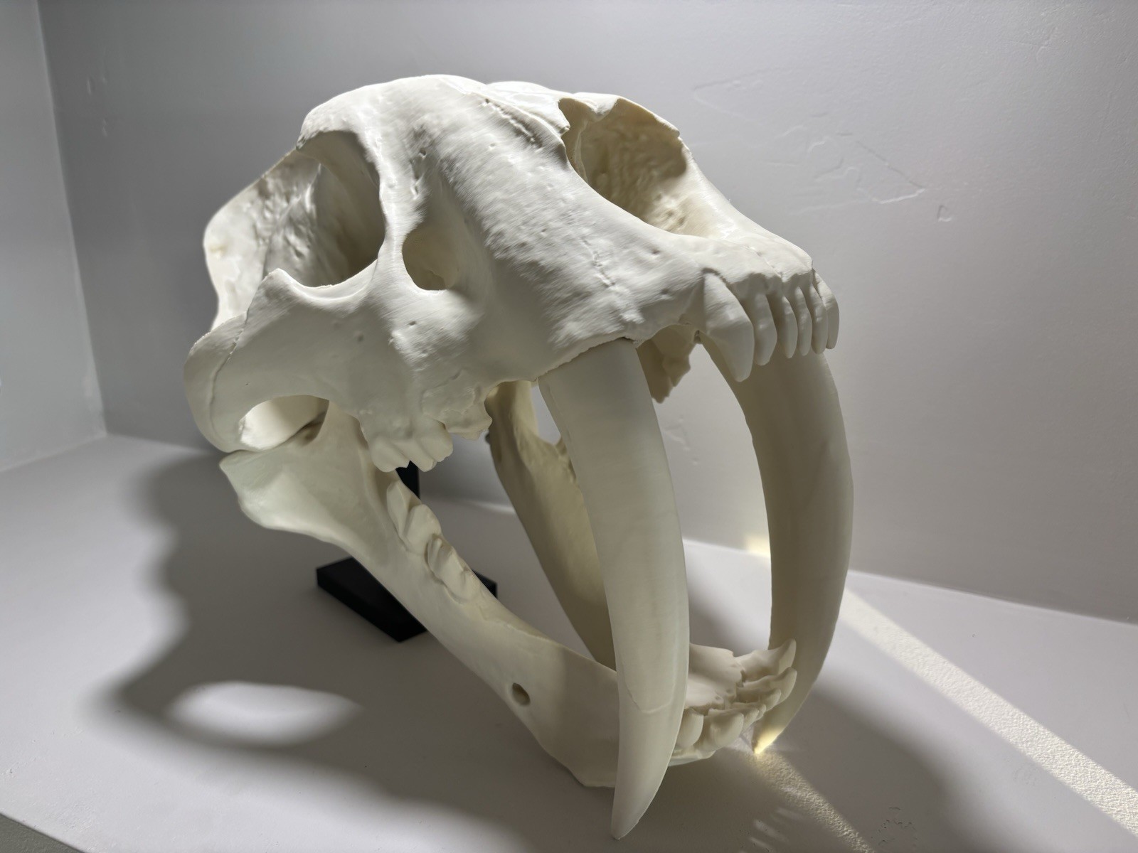 Life Size 3D Printed Sabertooth Tiger Cat Skull Smilodon Fossil Accurate Replica