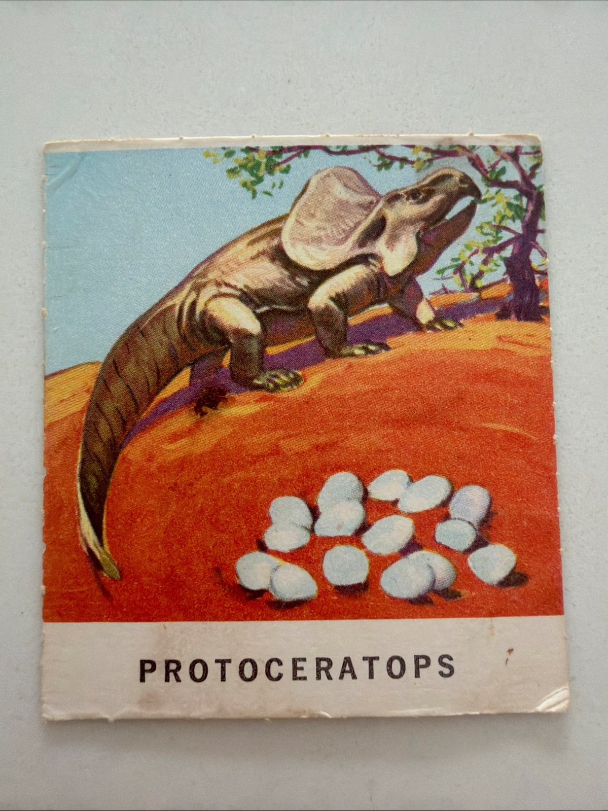 Very Rare 1964 W549 NuCards Dinosaurs Trading Card #21 Protoceratops