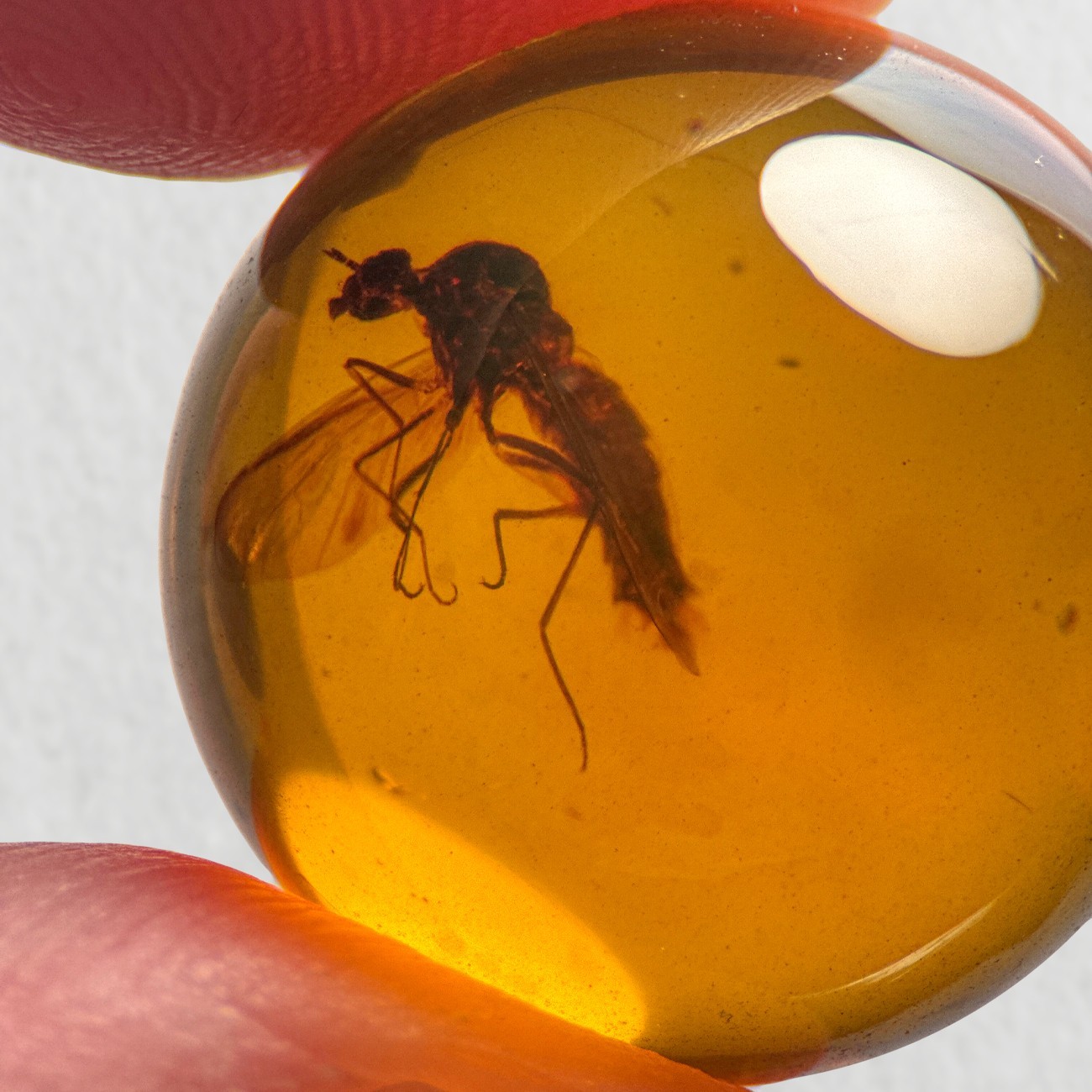 FLY SPHERE 17mm bead Burmese / Burmite amber fossil bead / 100% genuine