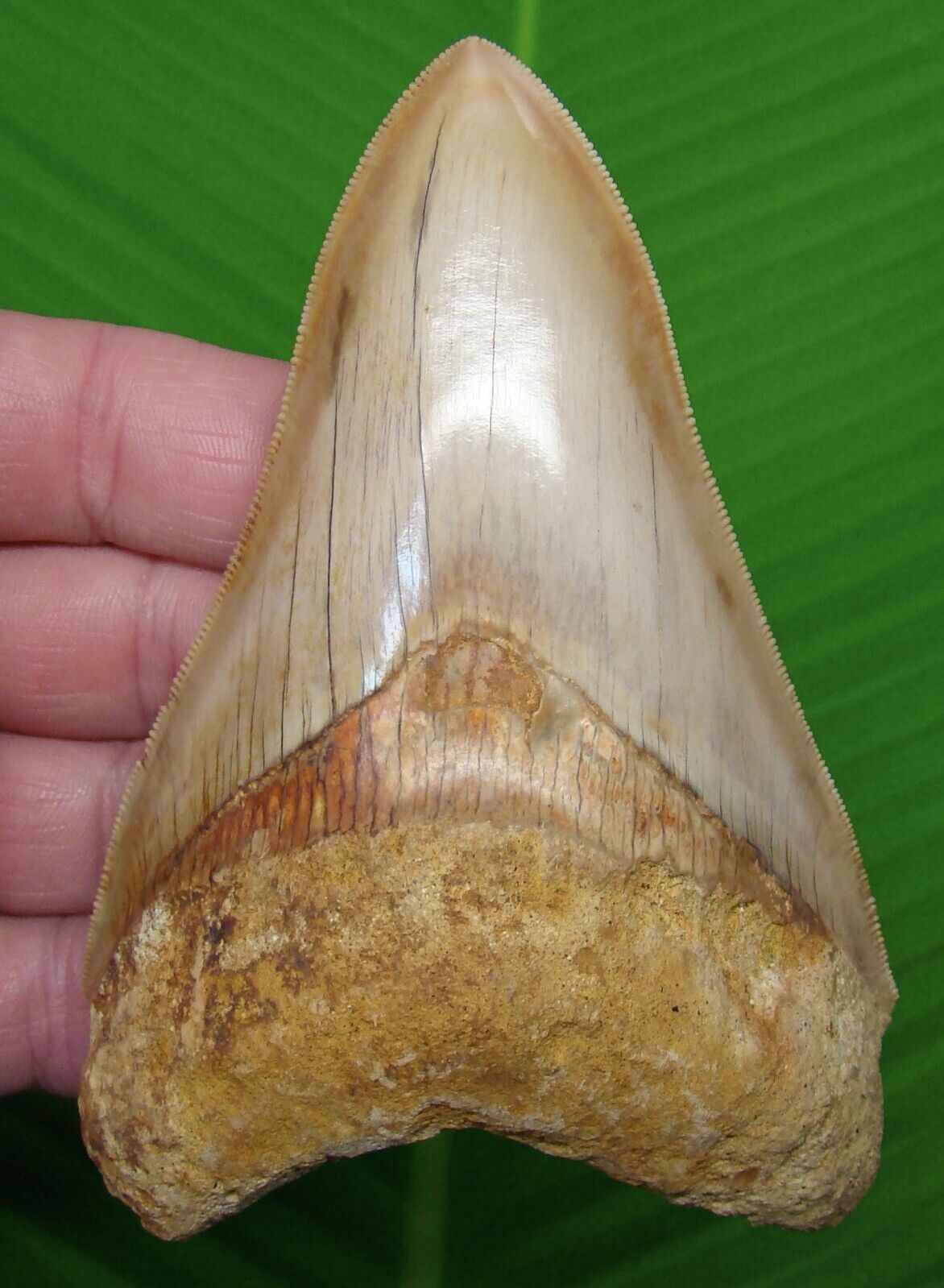 MEGALODON SHARK TOOTH - 4 & 3/4 in. * COLORFUL * -  INDONESIAN - MEGLADONE