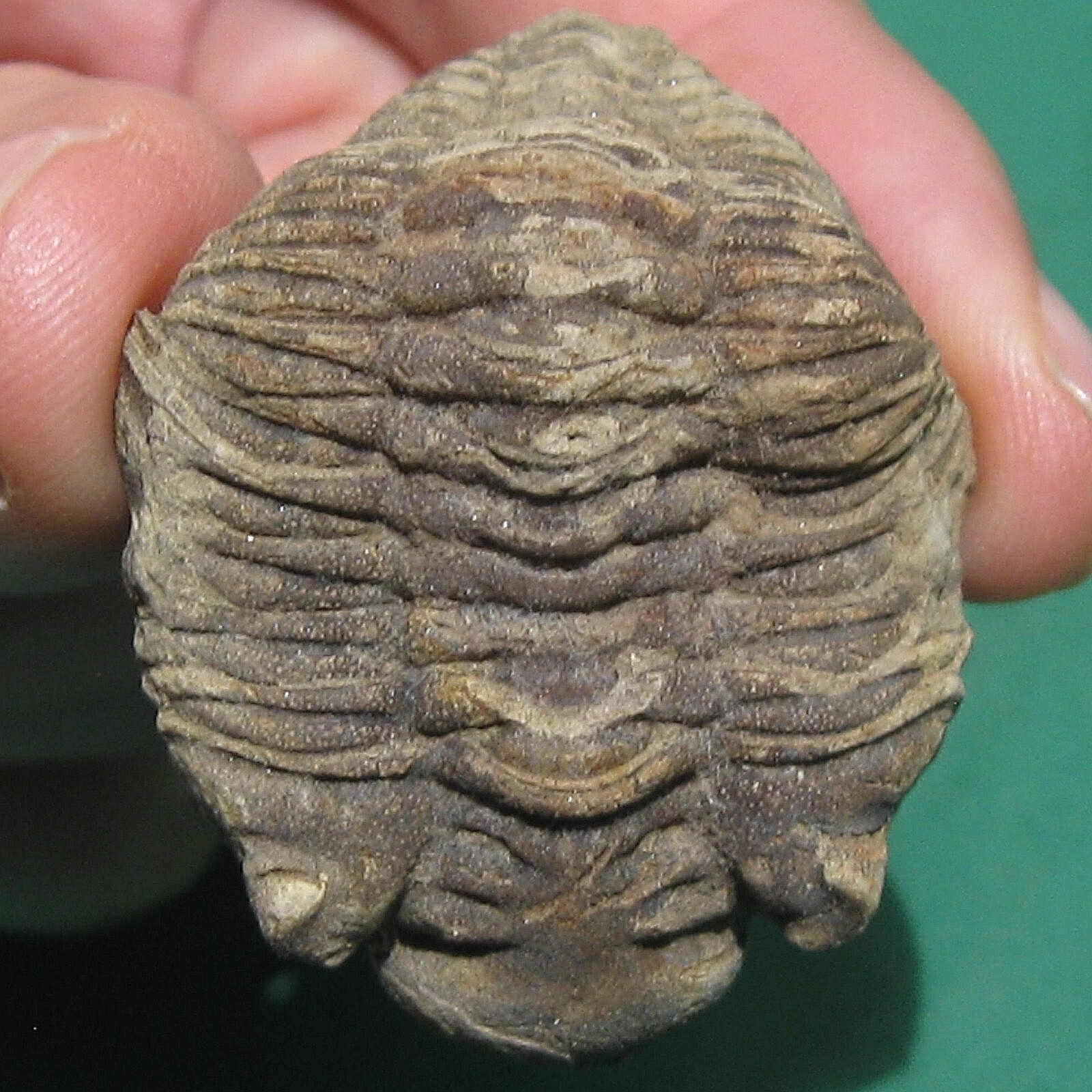 Trilobite, Eldredgeia eocryphaeus, Bolivia devonian, trilobite fossil Trilobite, Eldredgeia eocryphaeus, Bolivia devonian, trilobite fossil
