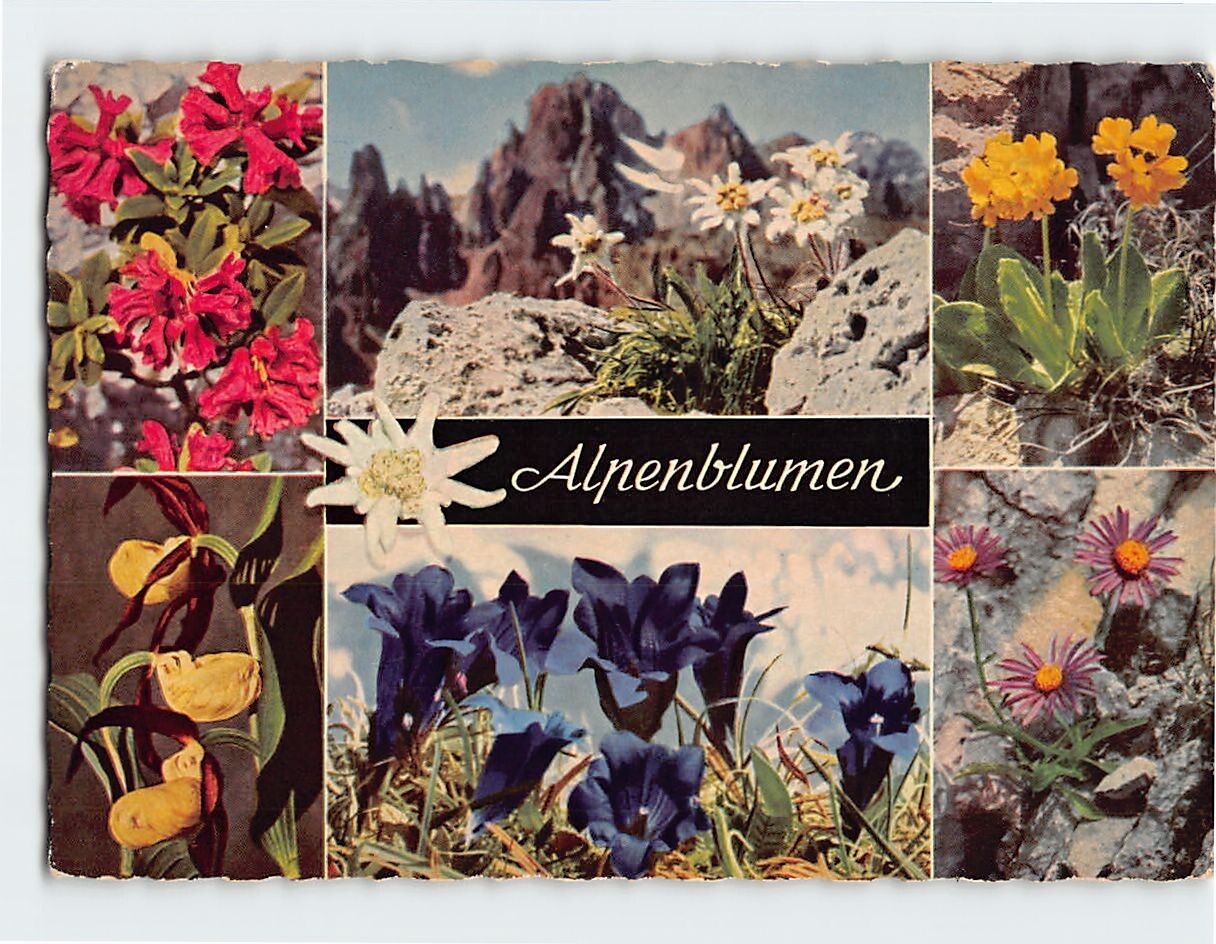 Postcard Alpenblumen