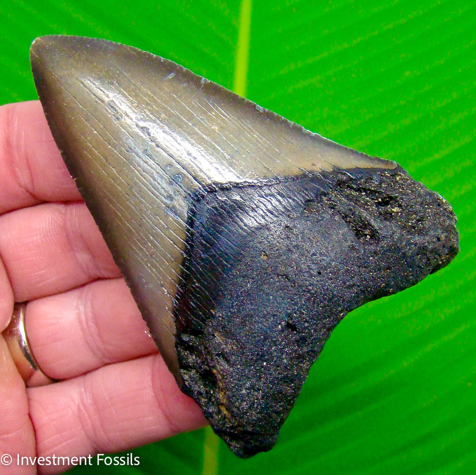 MEGALODON SHARK TOOTH  Fossil - 3.72  REAL Sharks Teeth  SERRATED