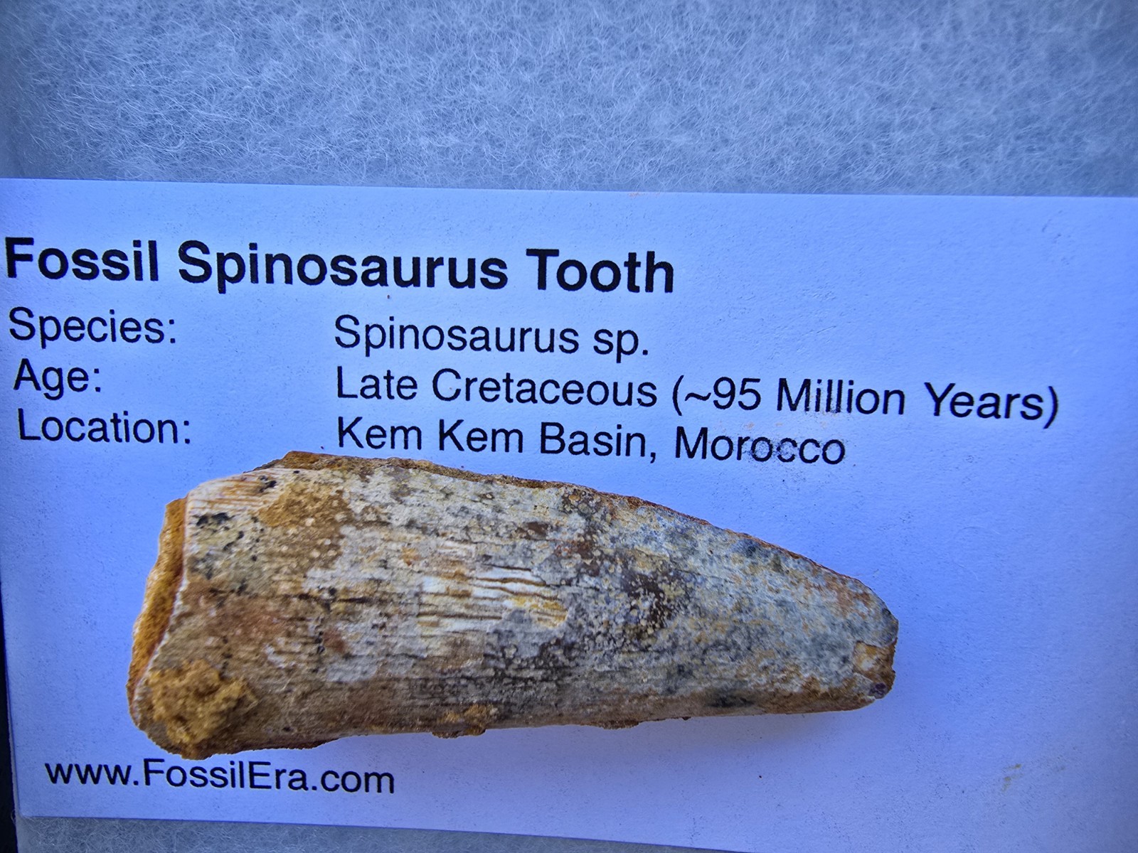 Authentic Spinosaurus Tooth 2\