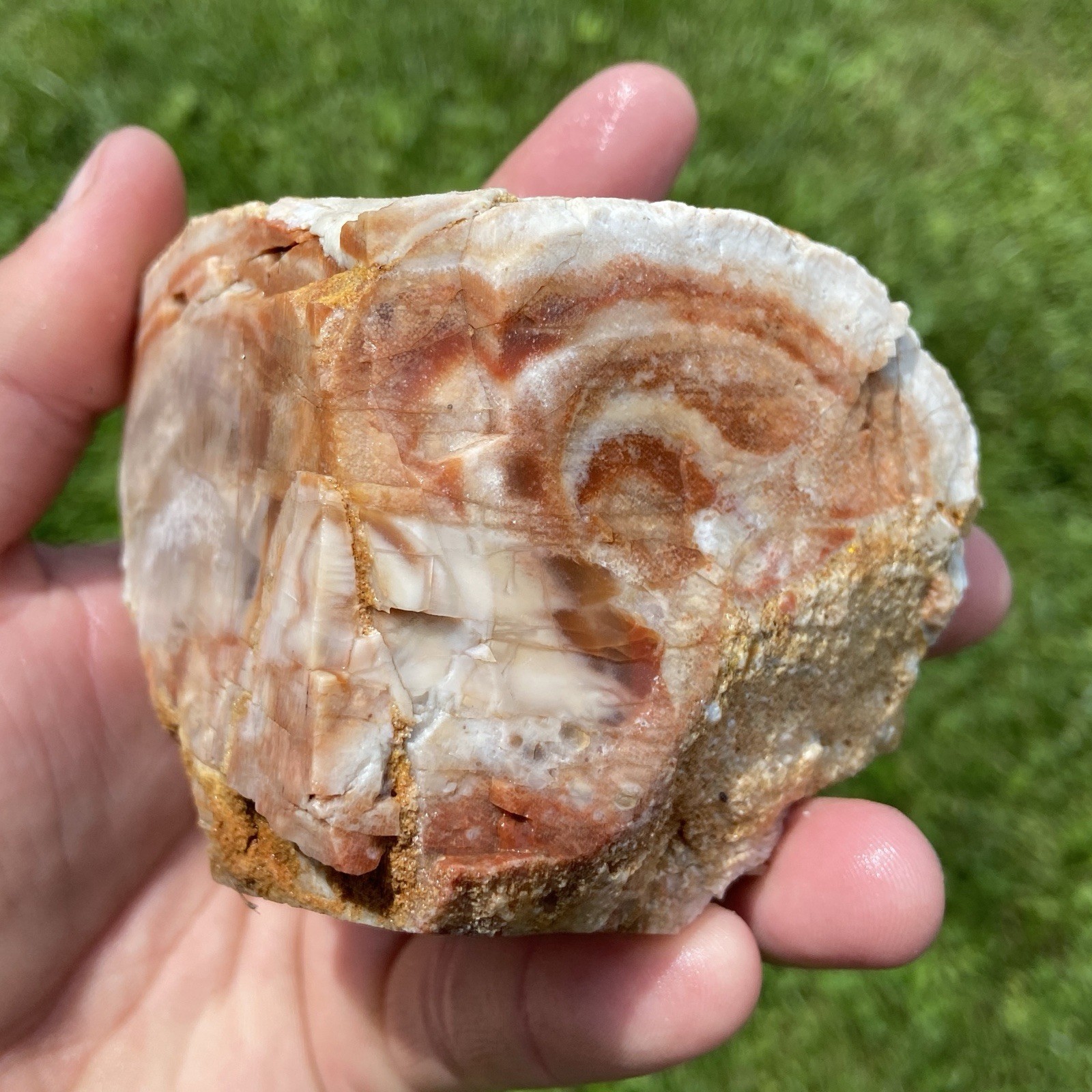 Unique Unknown Agate Possibly Petrified Wood 1 Pound 9.17 Oz